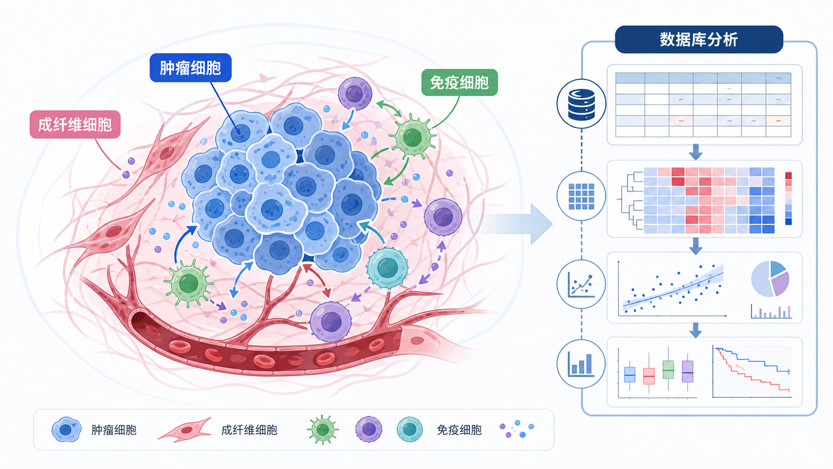 肿瘤微环境示意图，展示肿瘤细胞、成纤维细胞、免疫细胞与数据库分析流程的结合图