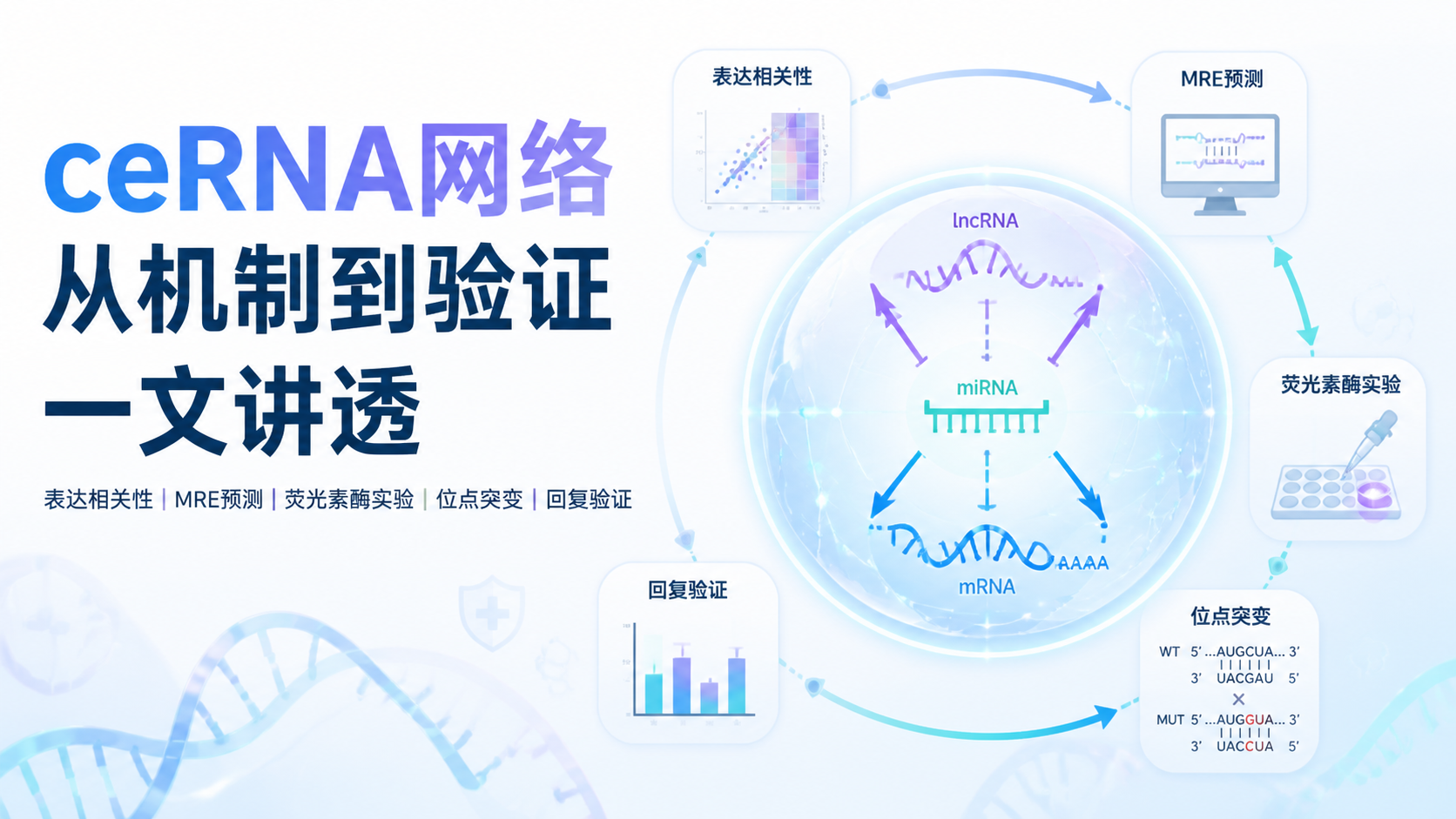 ceRNA网络研究必看：5个关键机制是什么？