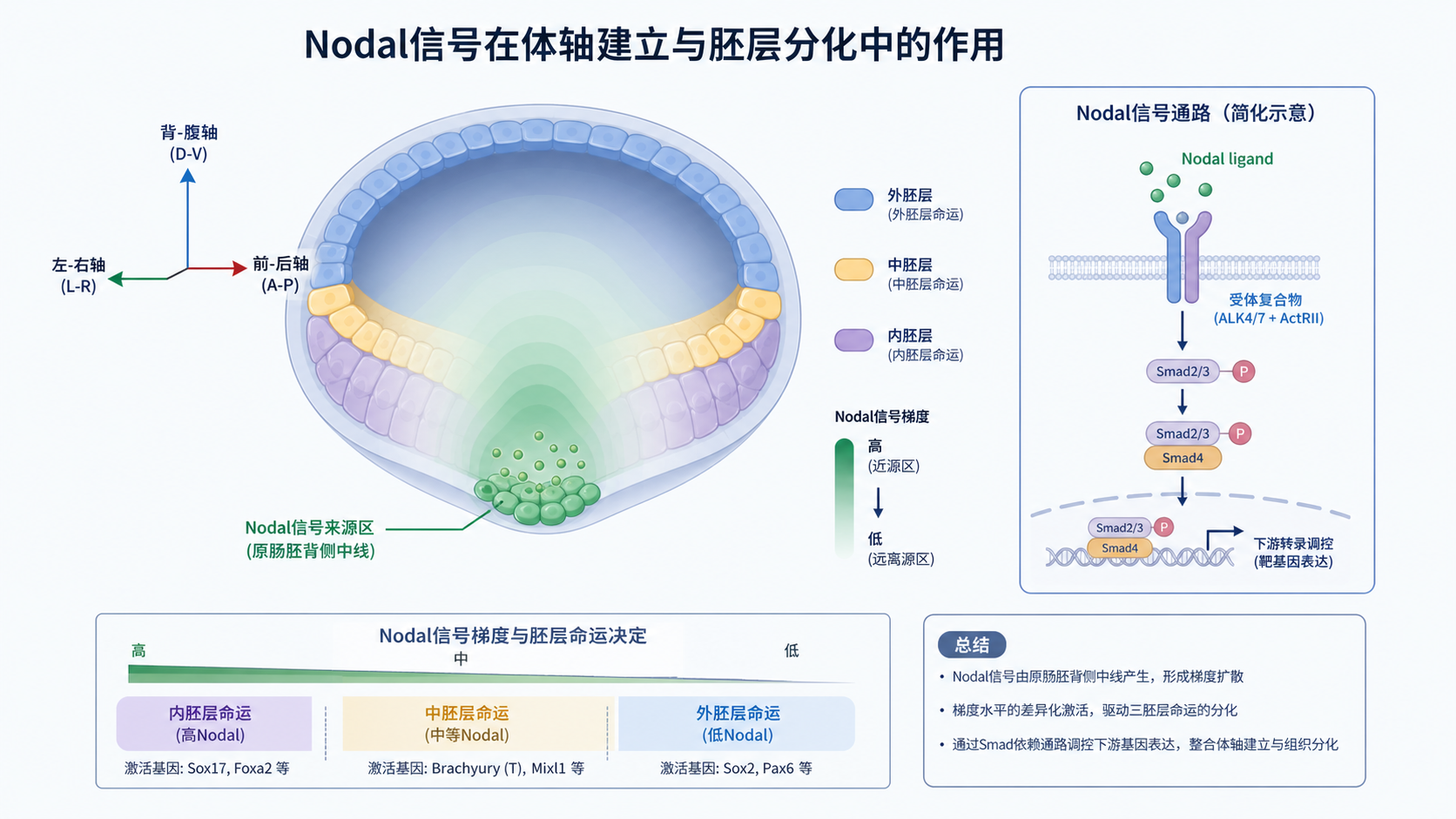 胚胎早期发育示意图，突出Nodal信号在体轴建立和胚层分化中的作用