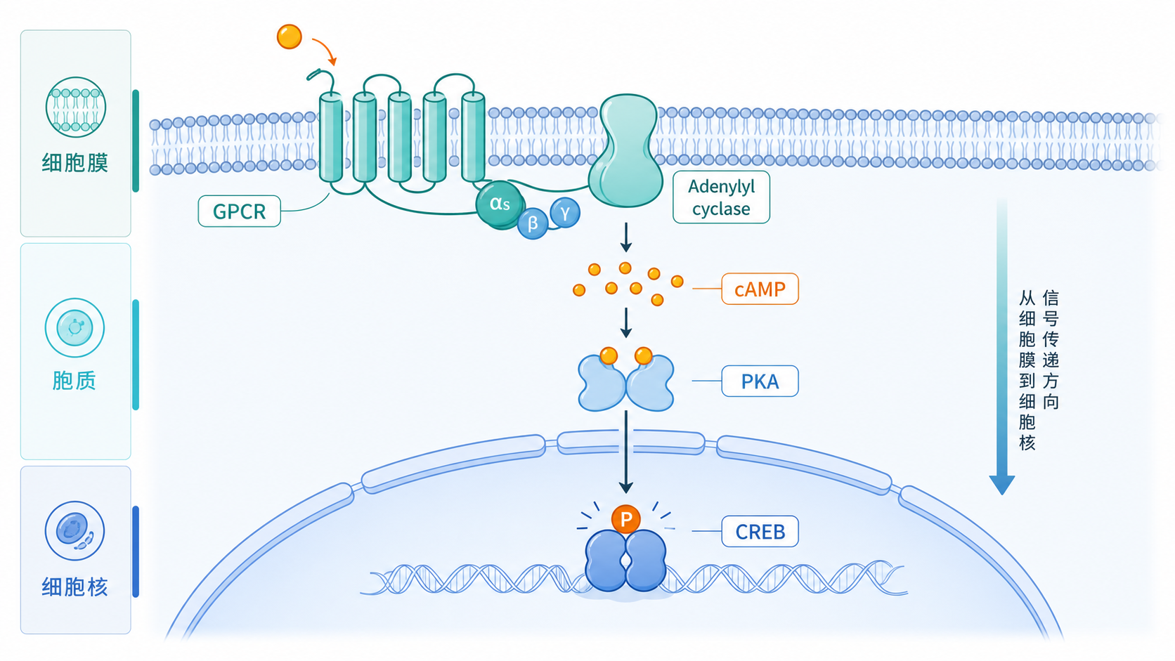 细胞膜上的GPCR、腺苷酸环化酶、cAMP、PKA和细胞核内CREB的信号传导示意图,突出从膜到核的级联过程