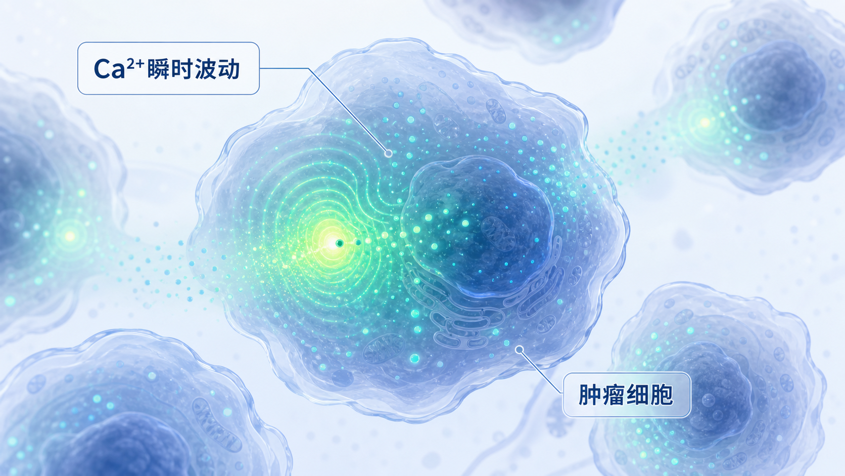 显微镜下细胞内钙离子荧光成像示意图，突出Ca²⁺瞬时波动与肿瘤细胞关系。