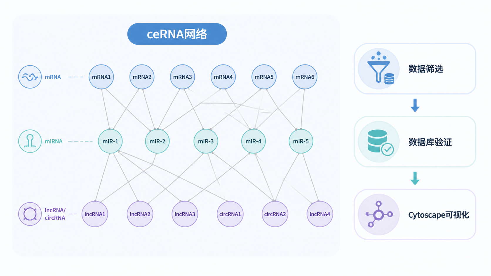 一张最终成型的ceRNA网络示意图，旁边配有数据筛选、数据库验证和Cytoscape可视化三个模块。