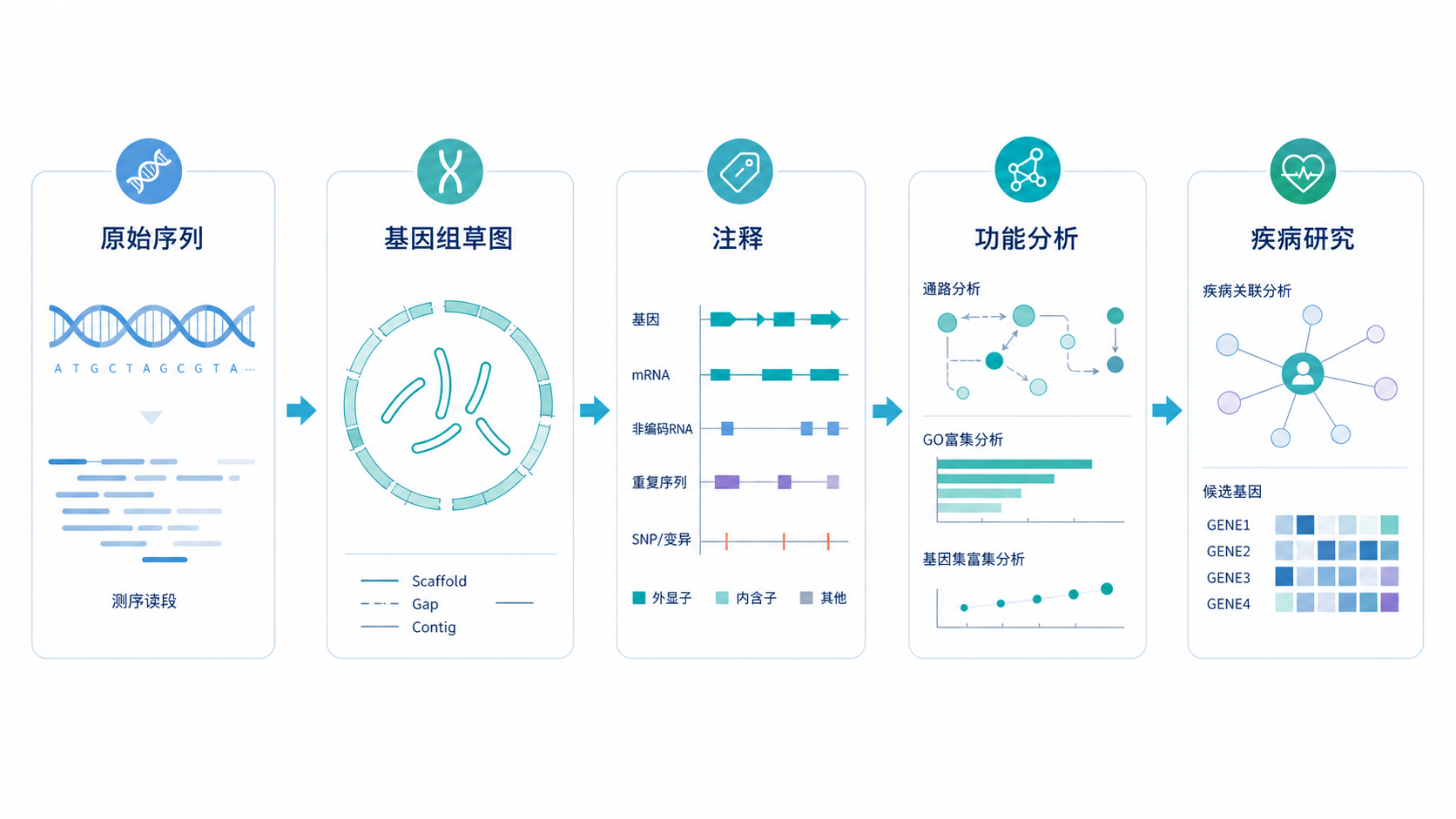 一张基因组研究流程图，展示从原始序列到基因组草图、注释、功能分析和疾病研究的递进关系