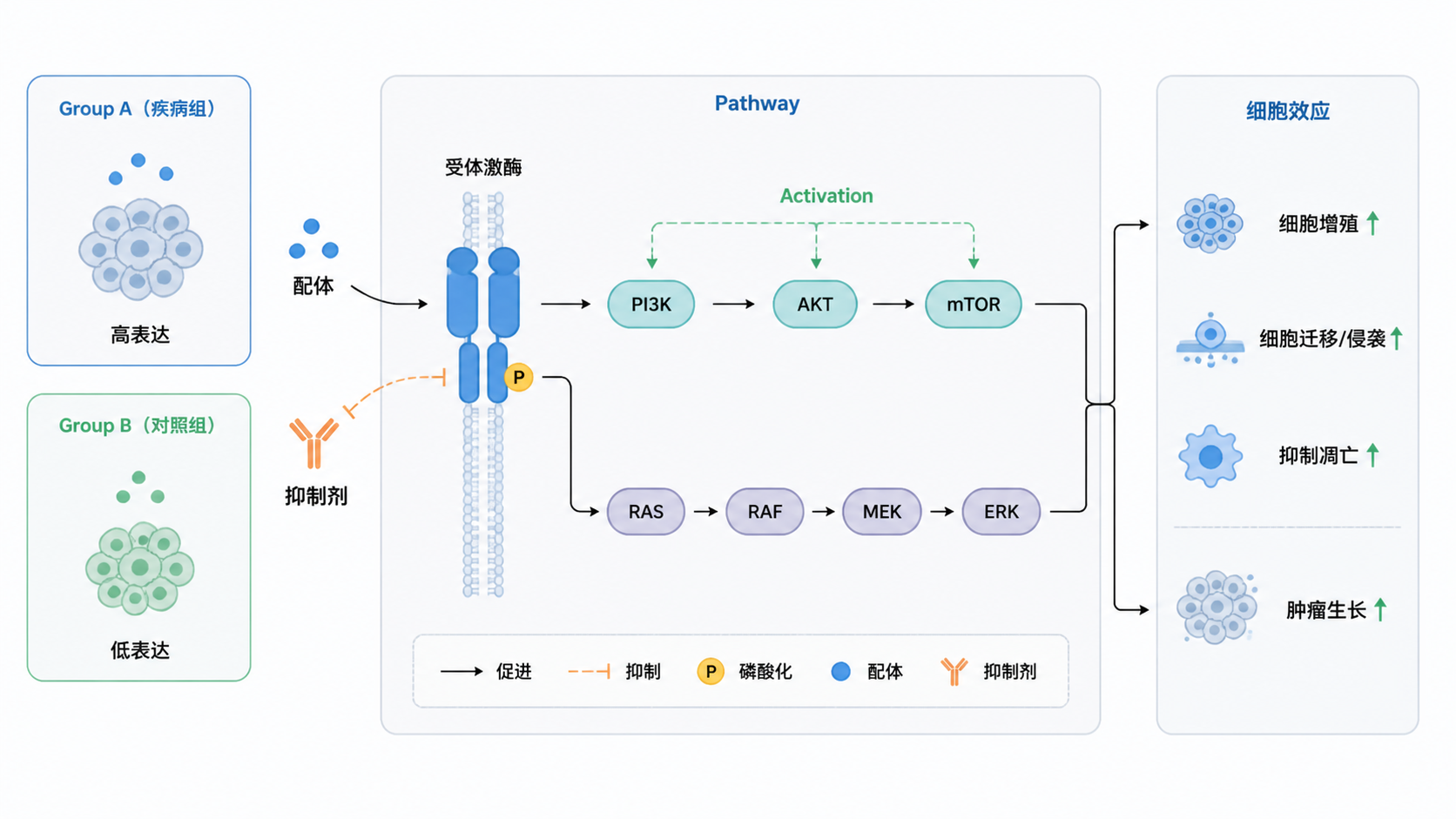 一张简洁的SCI机制图示例，包含分子、箭头、通路和分组标签，整体风格清晰、留白充足，适合论文投稿使用