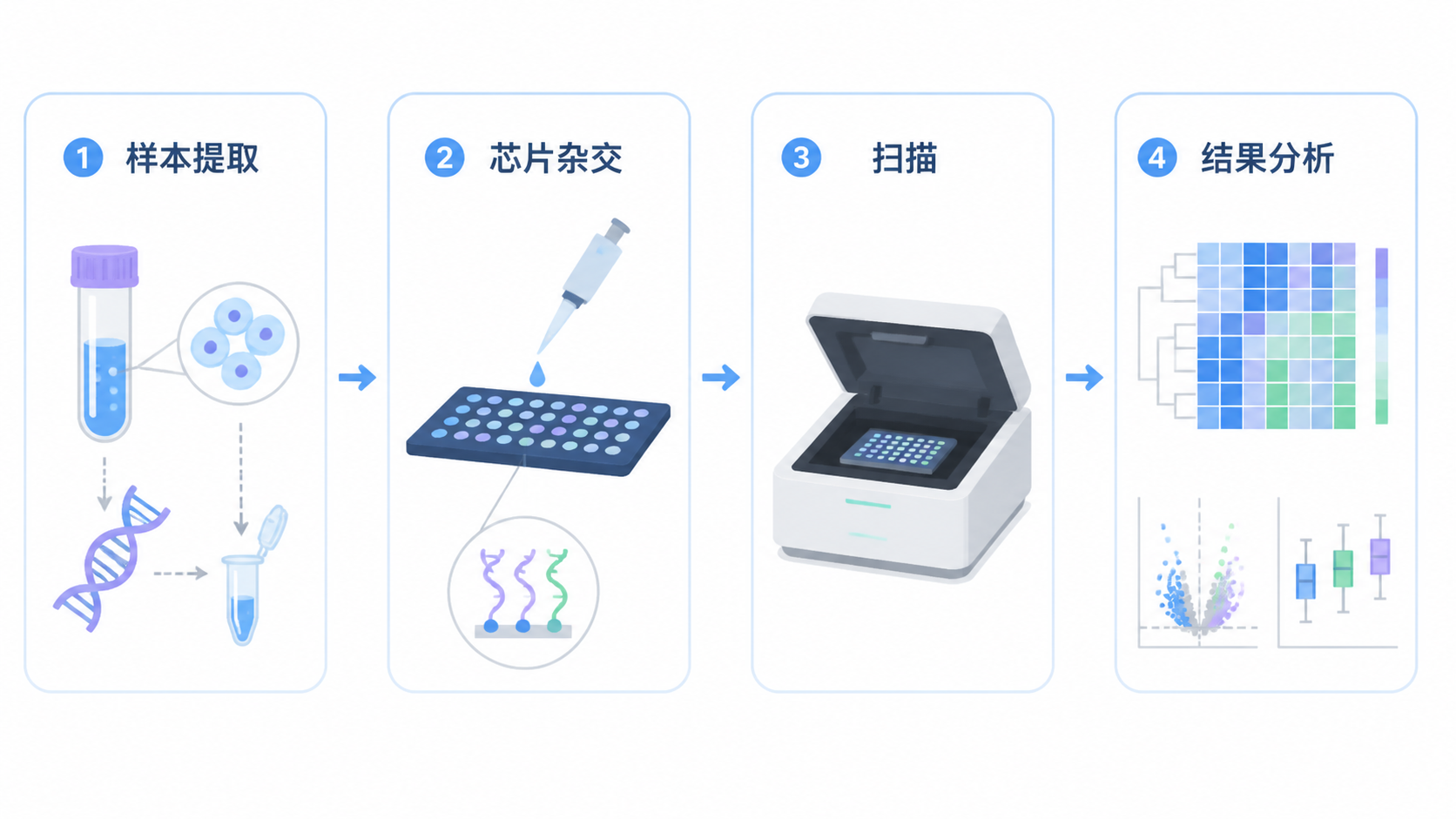 一张SNP芯片检测流程示意图，包含样本提取、芯片杂交、扫描和结果分析四个步骤，风格专业简洁。