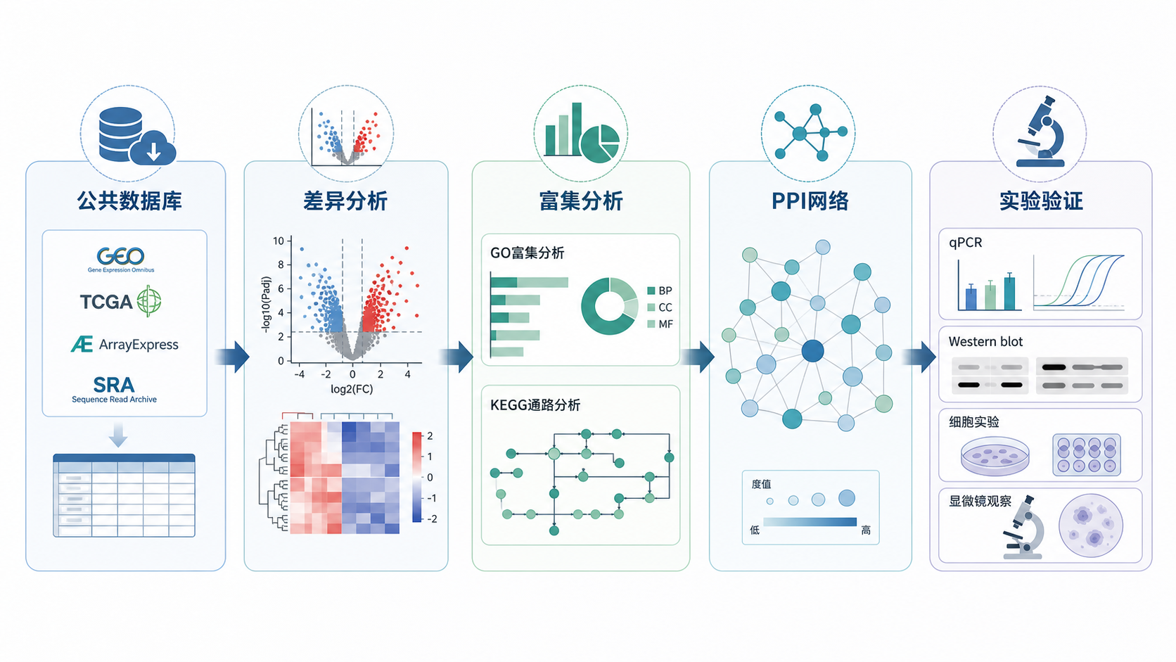 一张科研流程图，展示从公共数据库下载数据，到差异分析、富集分析、PPI网络，再到实验验证的完整研究闭环。