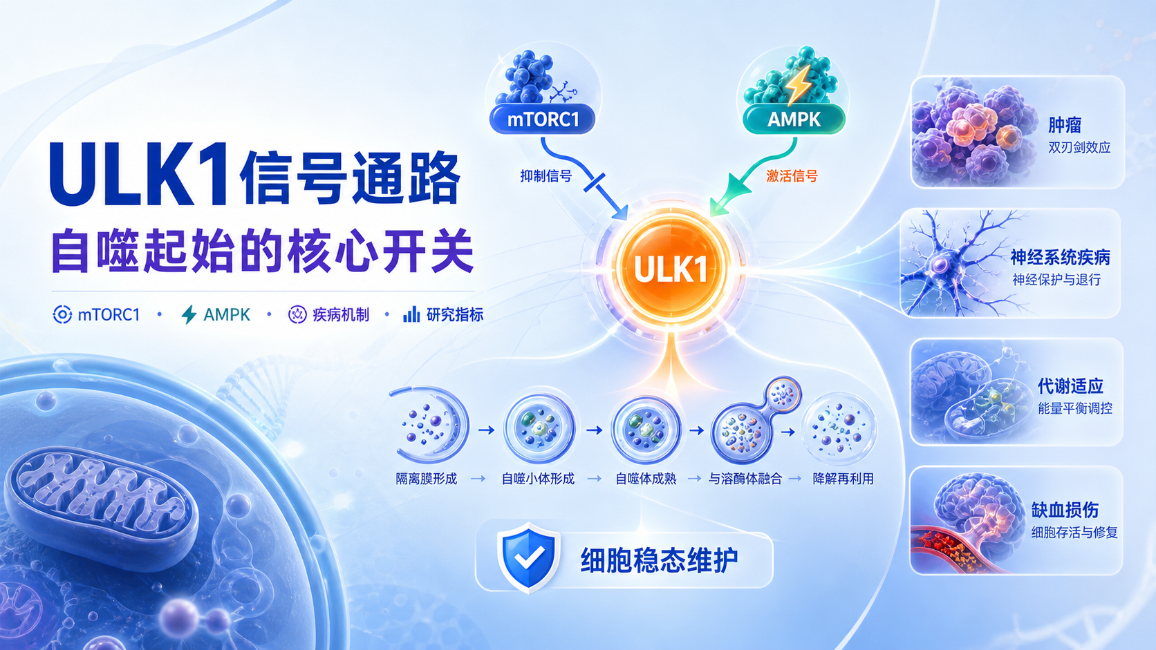 ULK1信号通路：分子机制与疾病关联