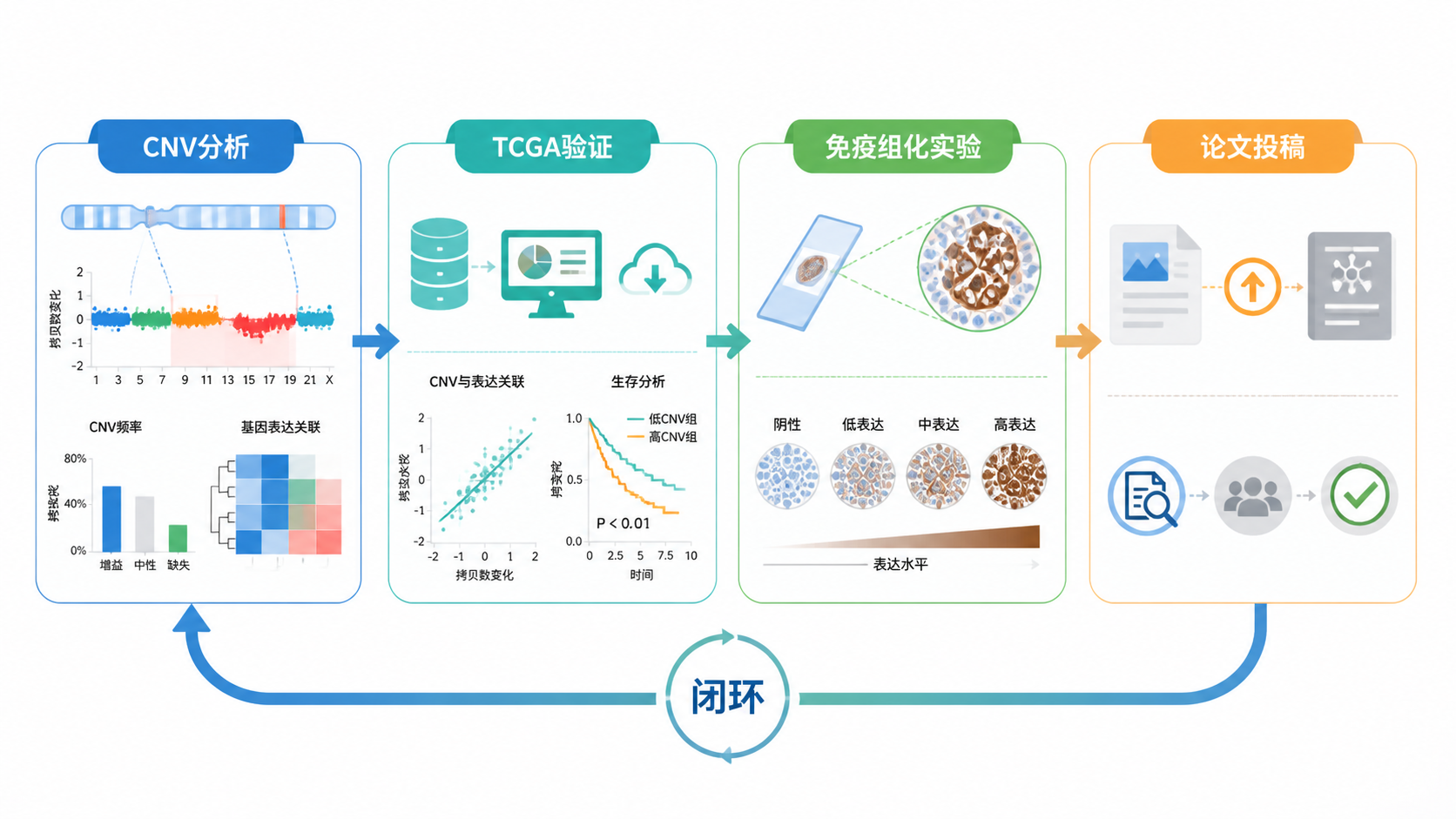 一张科研流程闭环图，展示CNV分析、TCGA验证、免疫组化实验和论文投稿的完整路径