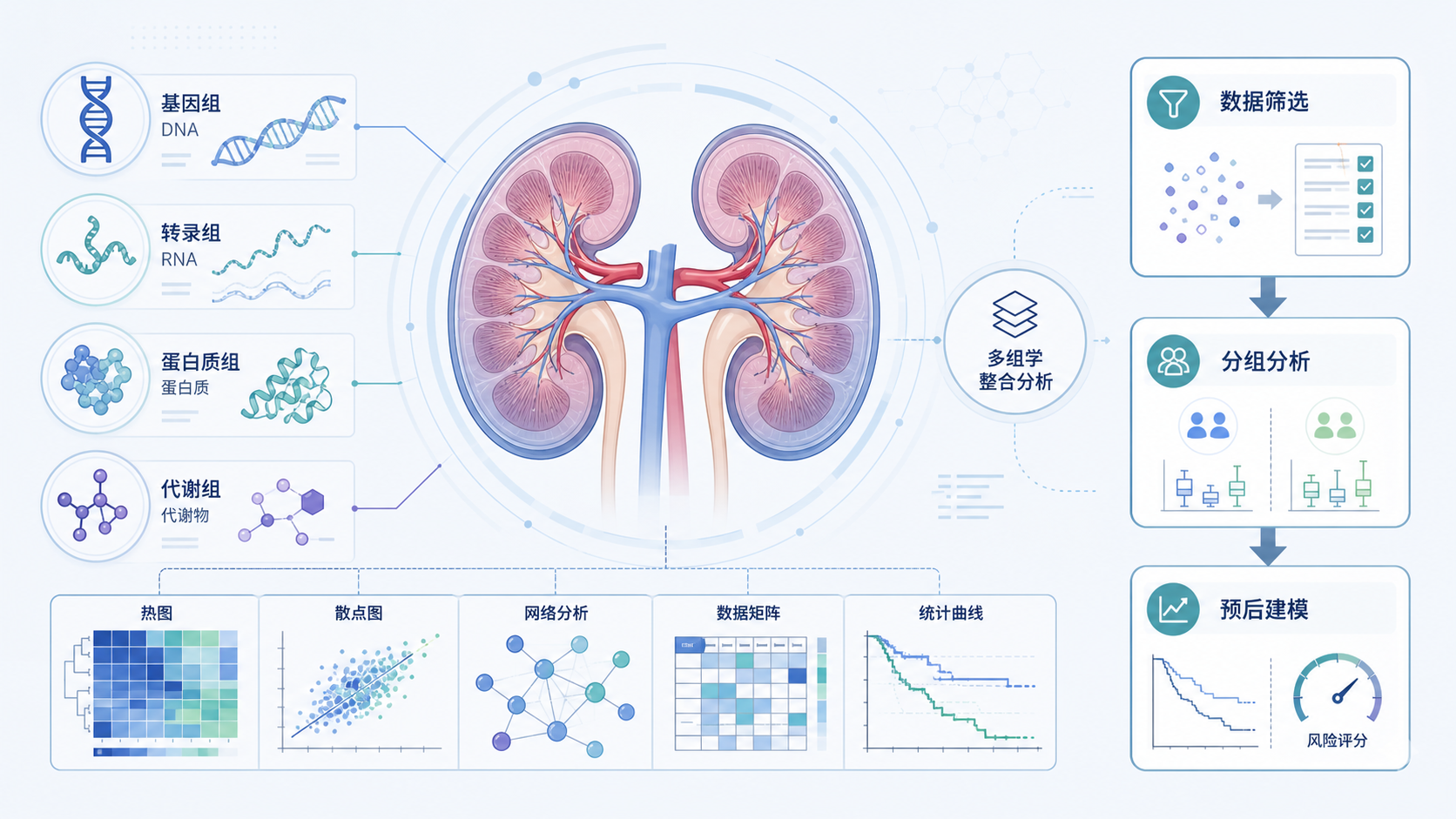 肾脏解剖结构与多组学数据图标叠加，旁边展示“数据筛选、分组分析、预后建模”流程示意图
