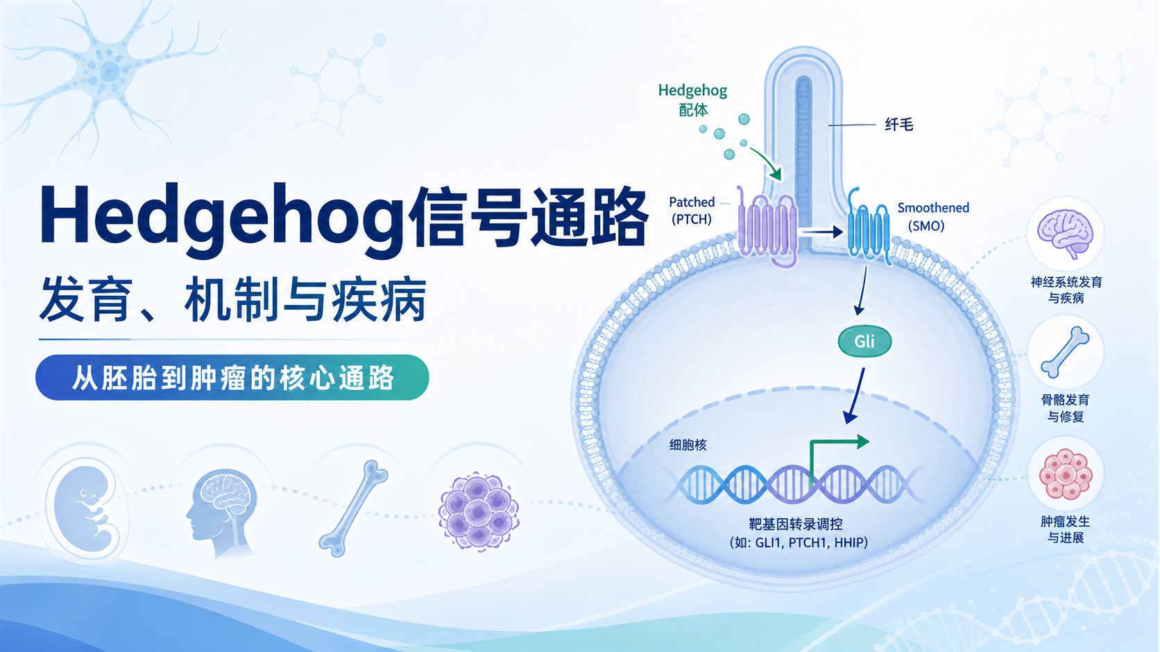 Hedgehog信号通路在发育生物学中的作用