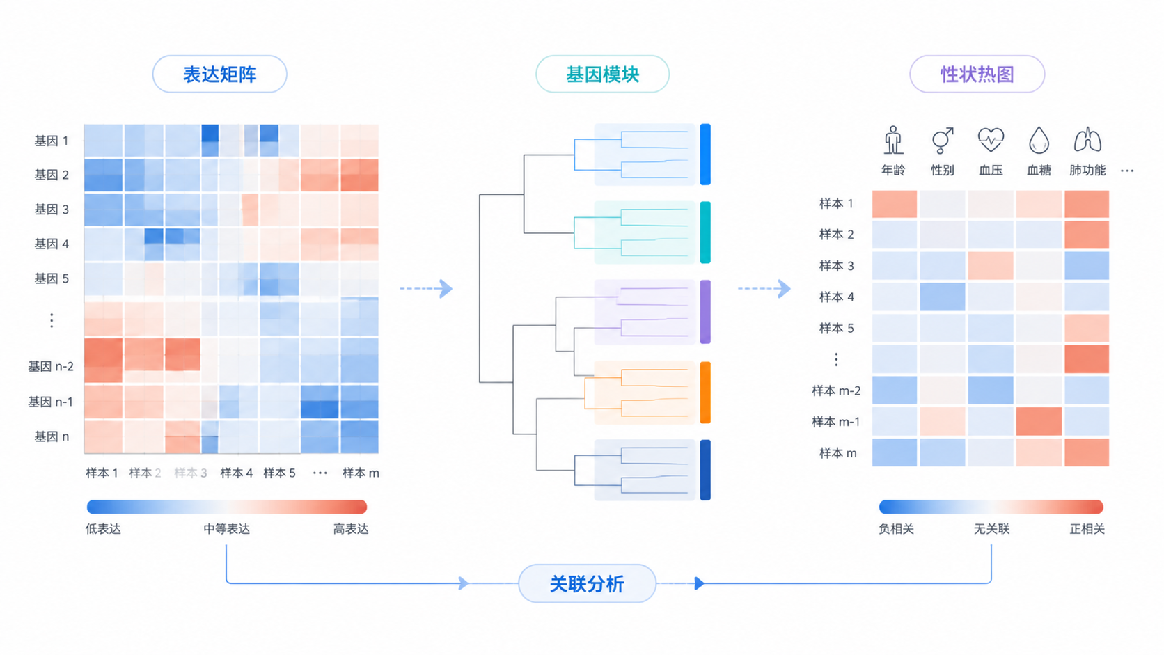 转录组表达矩阵、基因模块树状图和性状热图组合示意，突出从数据到模块再到表型关联的流程。