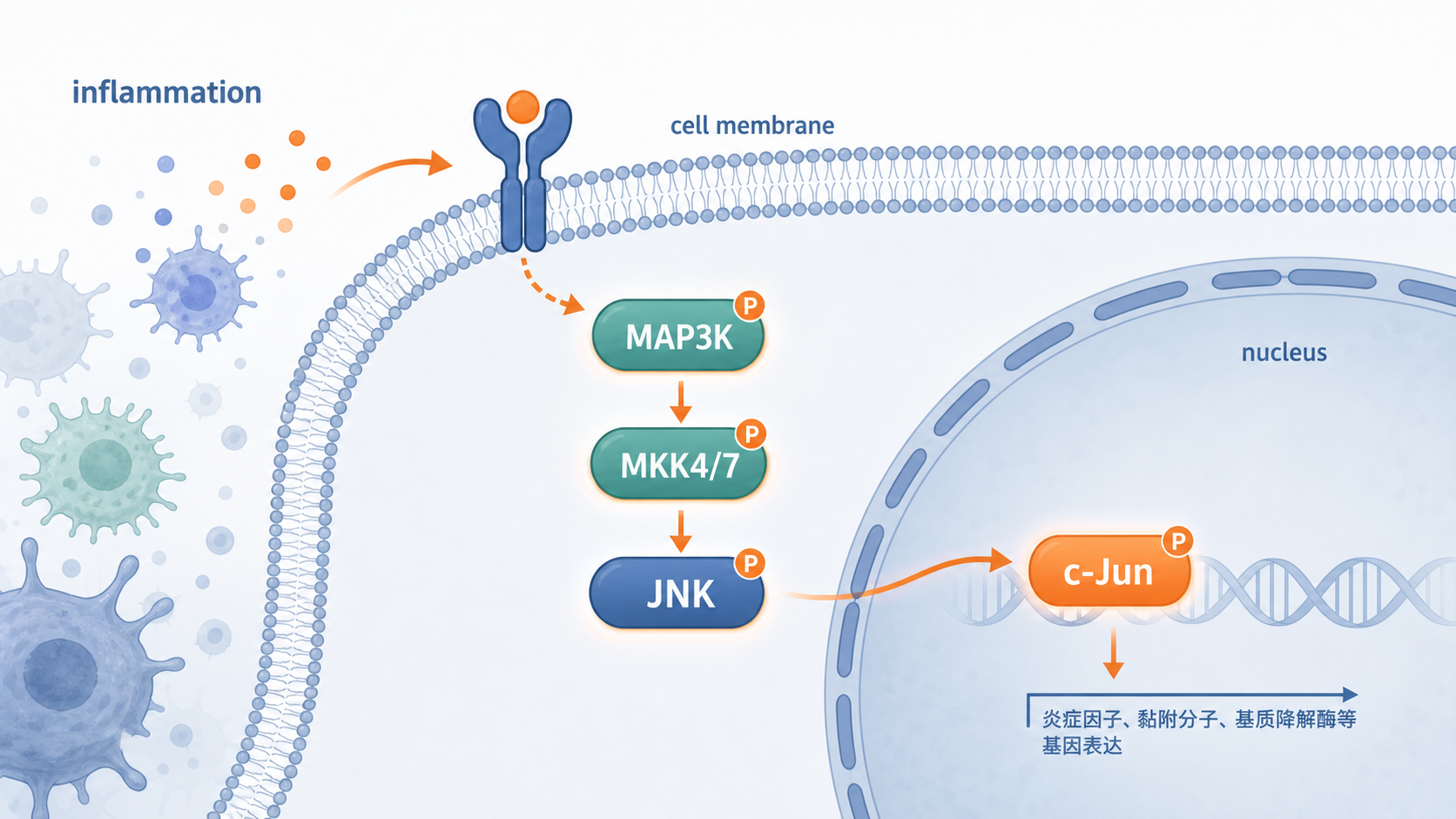 炎症微环境中,细胞膜到细胞核的JNK信号传导示意图,突出MAP3K、MKK4/7、JNK和c-Jun