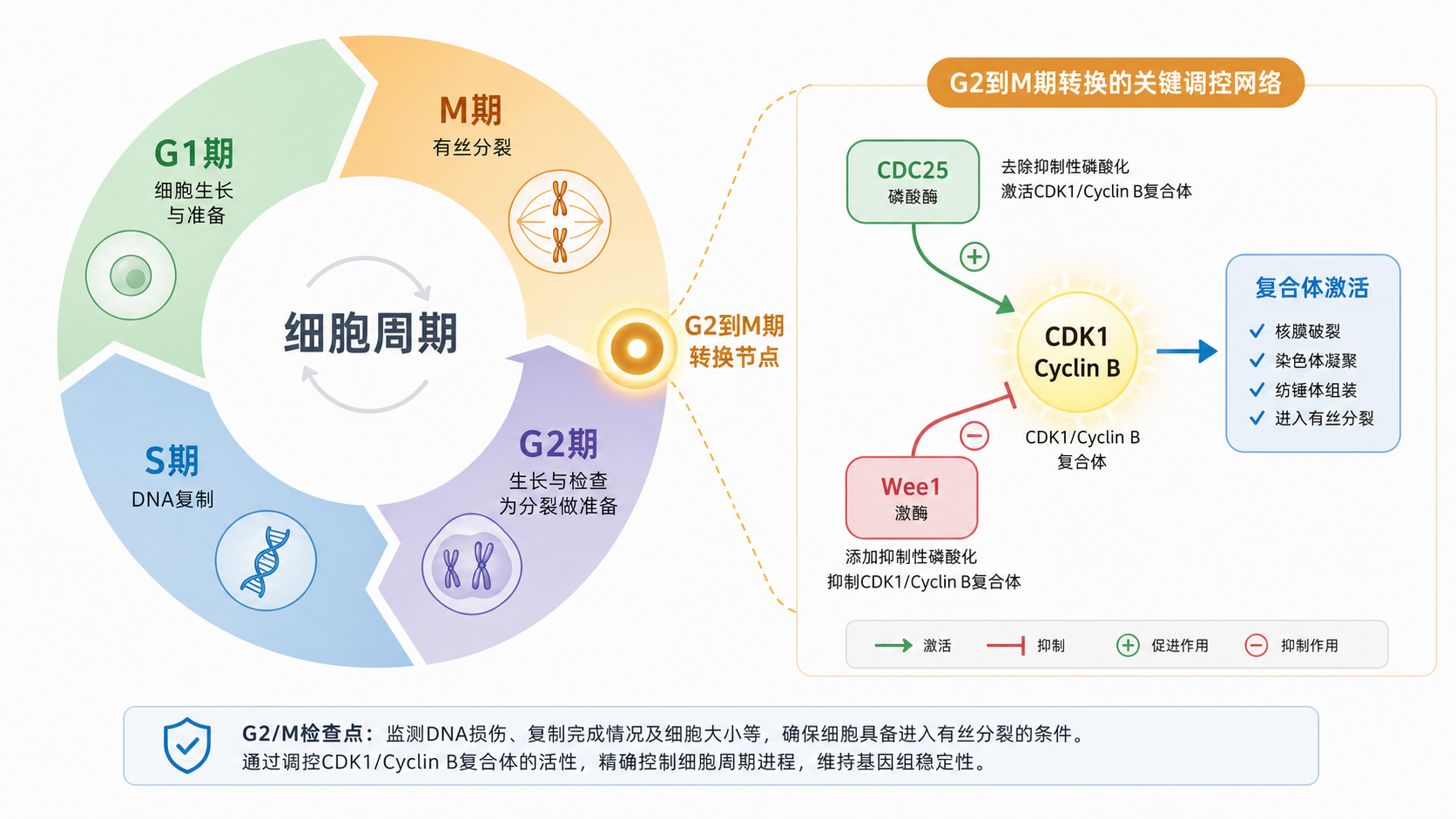 细胞周期示意图，突出G2期到M期转换节点，标注CDK1、Cyclin B、CDC25和Wee1等关键分子