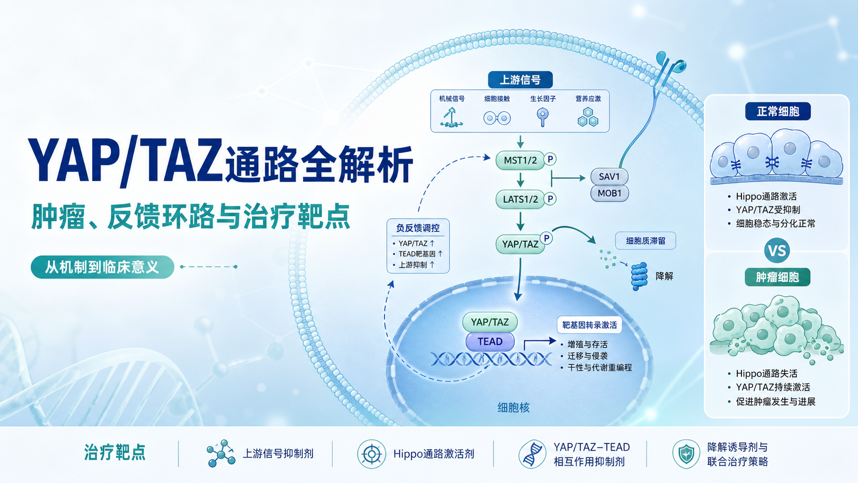 YAP/TAZ通路与疾病发生发展综述