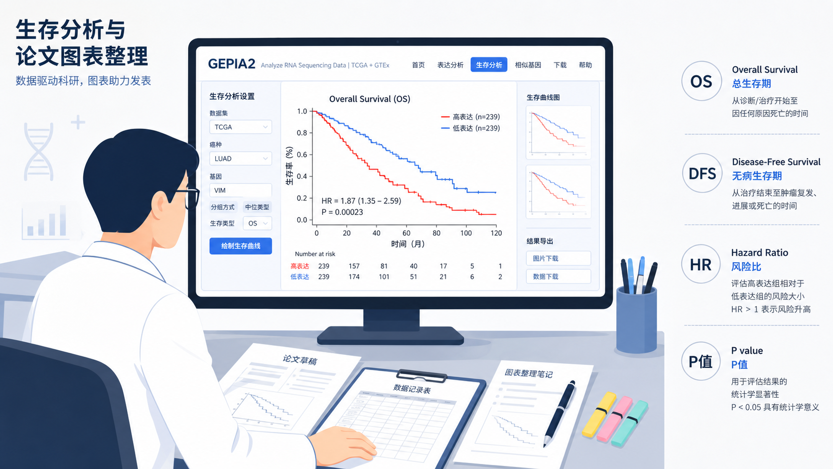 科研人员查看GEPIA2生存曲线结果并整理论文图表的场景，旁边有OS、DFS、HR、P值标注