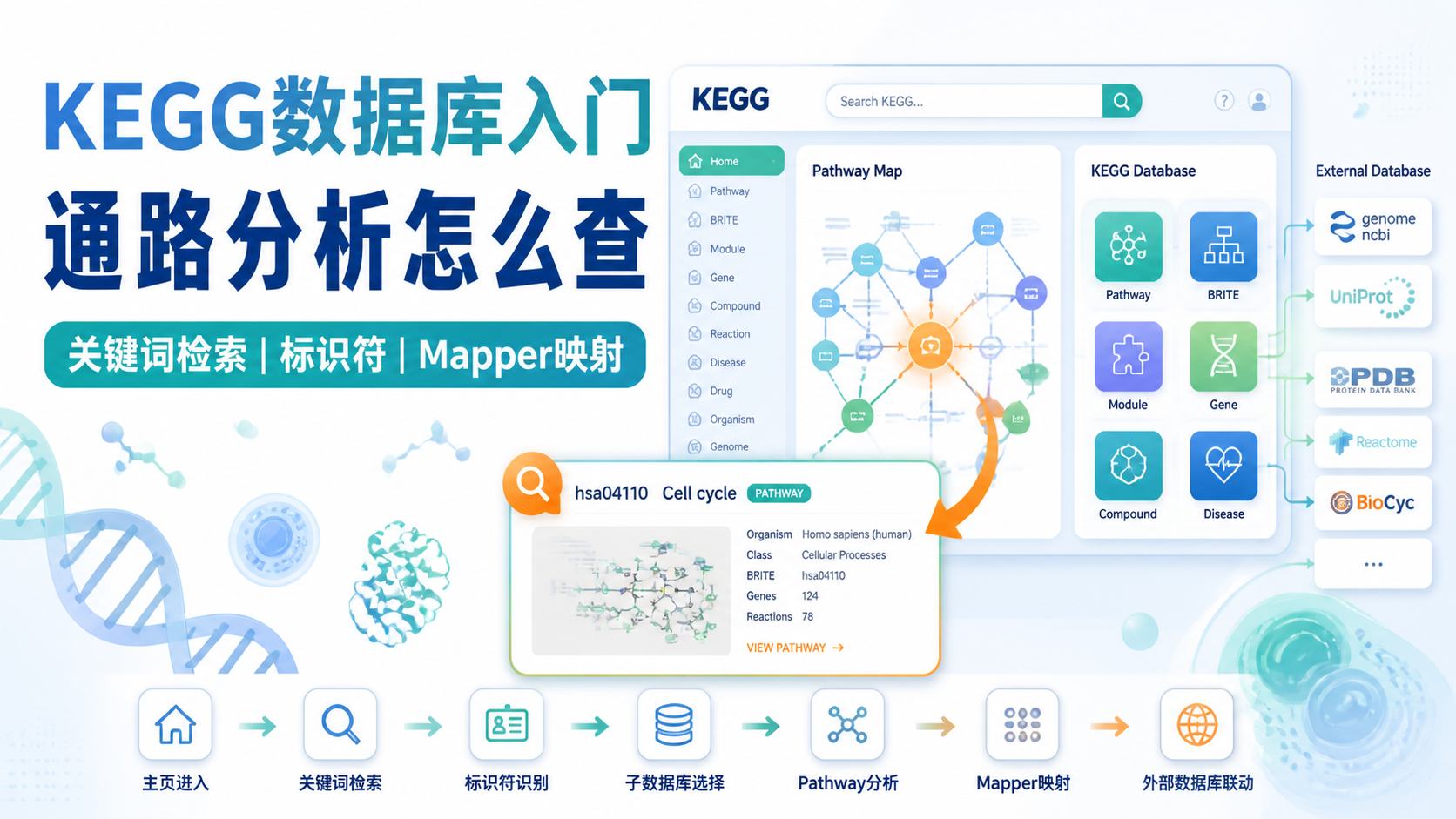 KEGG数据库入门：7个关键步骤速查指南