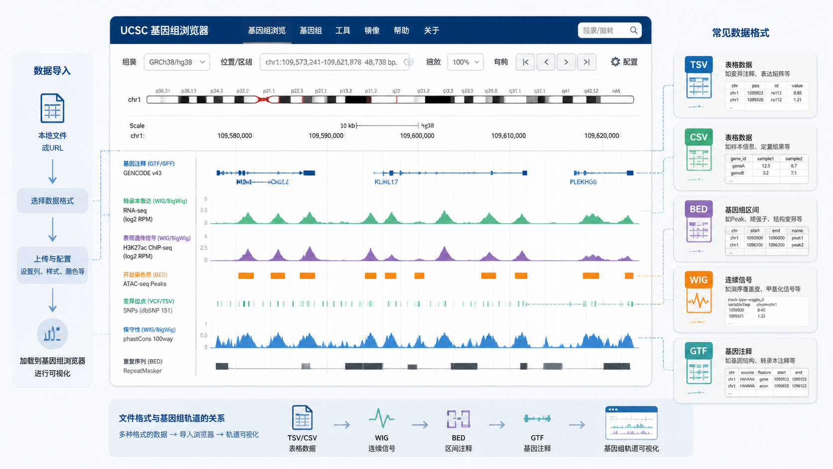 UCSC Genome Browser界面截图，旁边标注TSV、CSV、BED、WIG、GTF等常见数据格式图标，突出“下载、浏览、分析”三步流程。