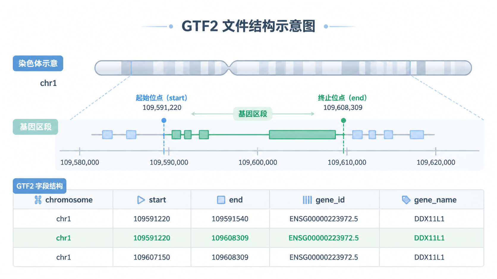 一张GTF2文件结构示意图，展示染色体、起始位点、终止位点、基因ID和gene_name等字段