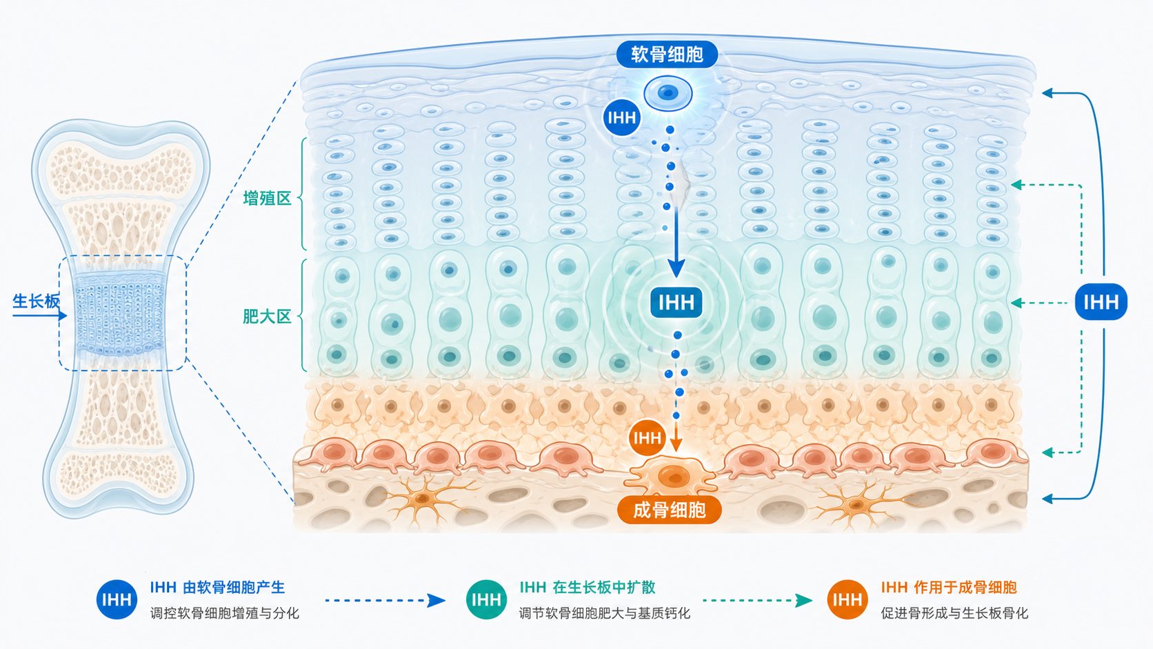 骨骺软骨板示意图，标注IHH在软骨细胞、成骨细胞和生长板中的作用位置