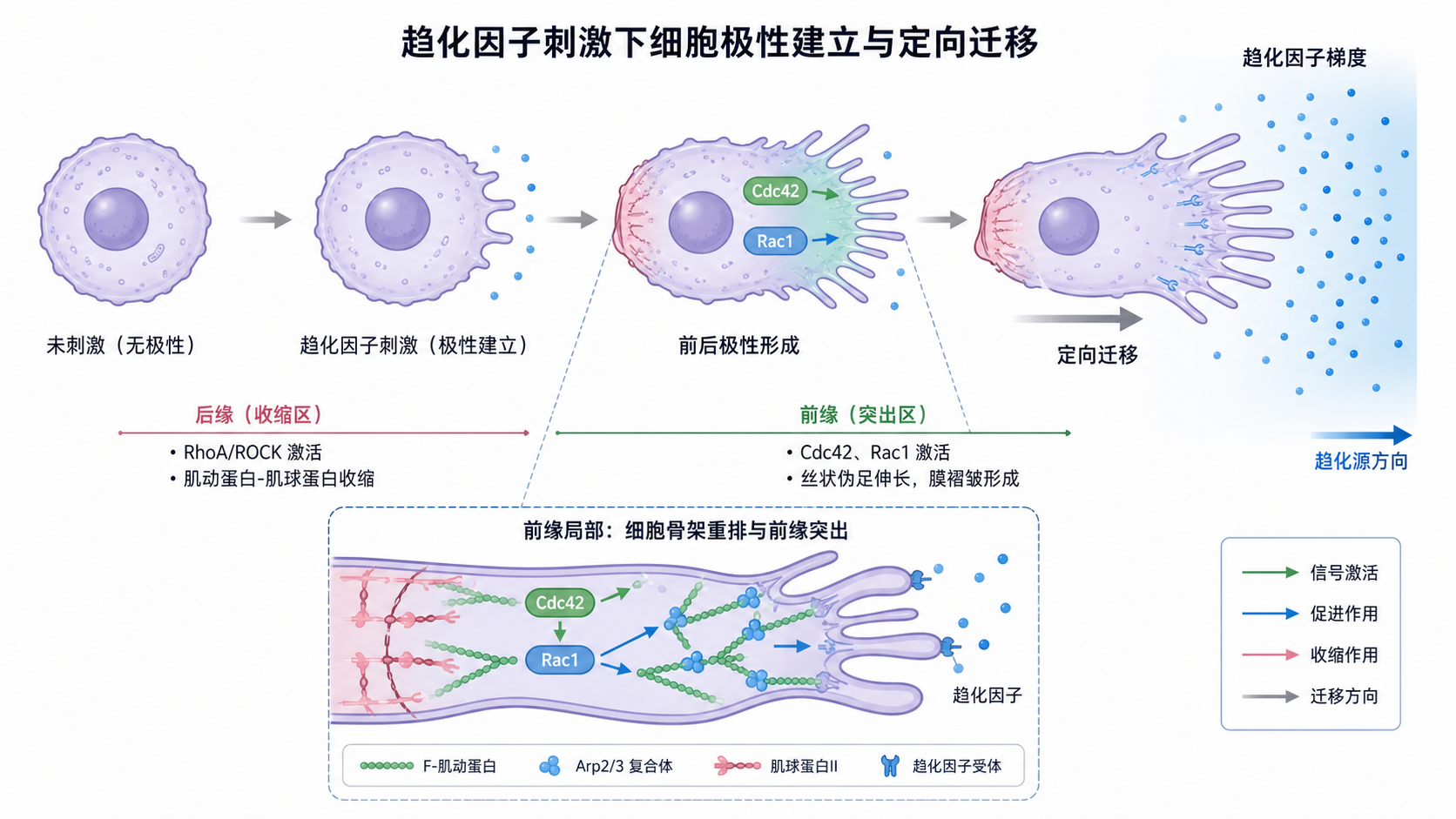 细胞在趋化因子刺激下发生极性建立、前缘形成丝状伪足并定向迁移的示意图,标注Cdc42、Rac1、RhoA位置