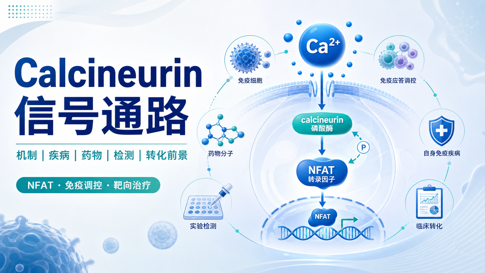 Calcineurin信号通路靶向治疗研究热点解析