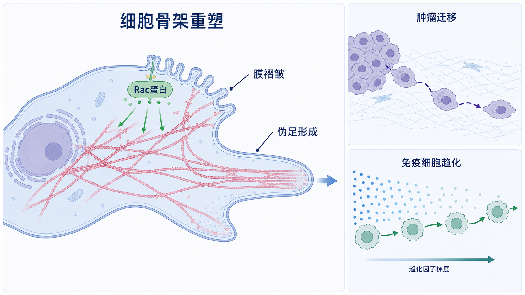 细胞骨架重塑与Rac蛋白介导的膜褶皱、伪足形成示意图,旁边标注肿瘤迁移和免疫细胞趋化场景