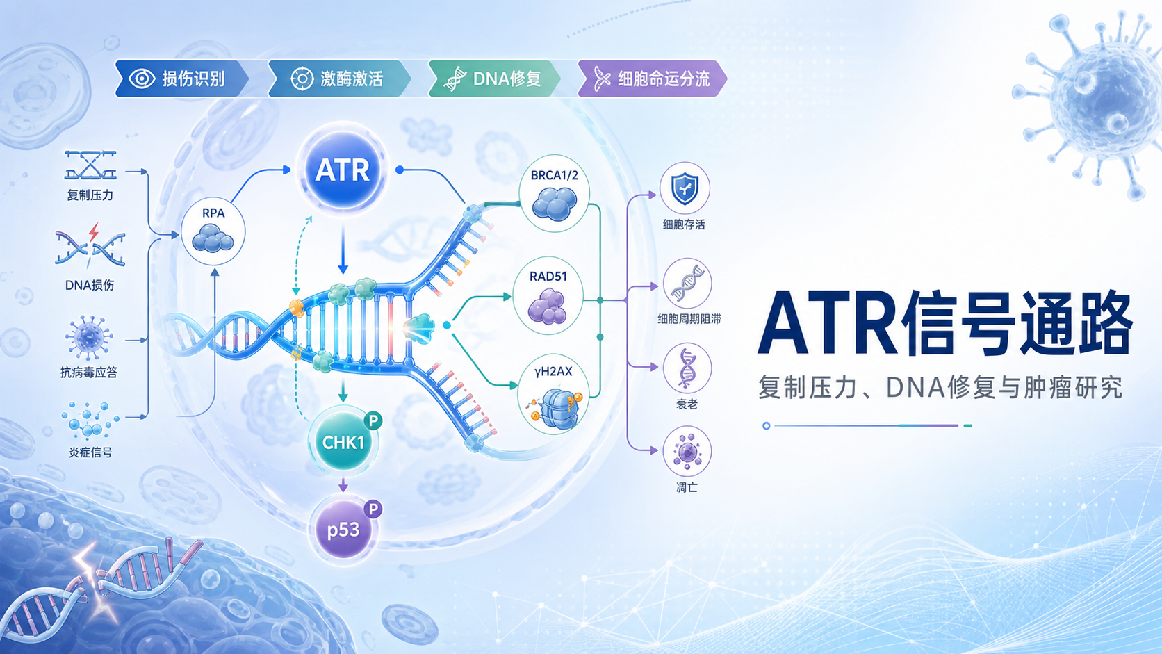 ATR信号通路在DNA损伤应答中的关键作用