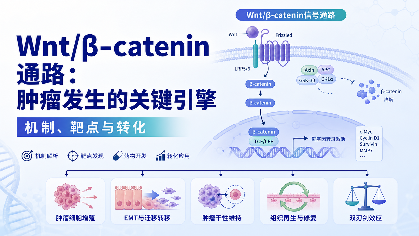 Wnt/β-catenin通路在肿瘤中的作用