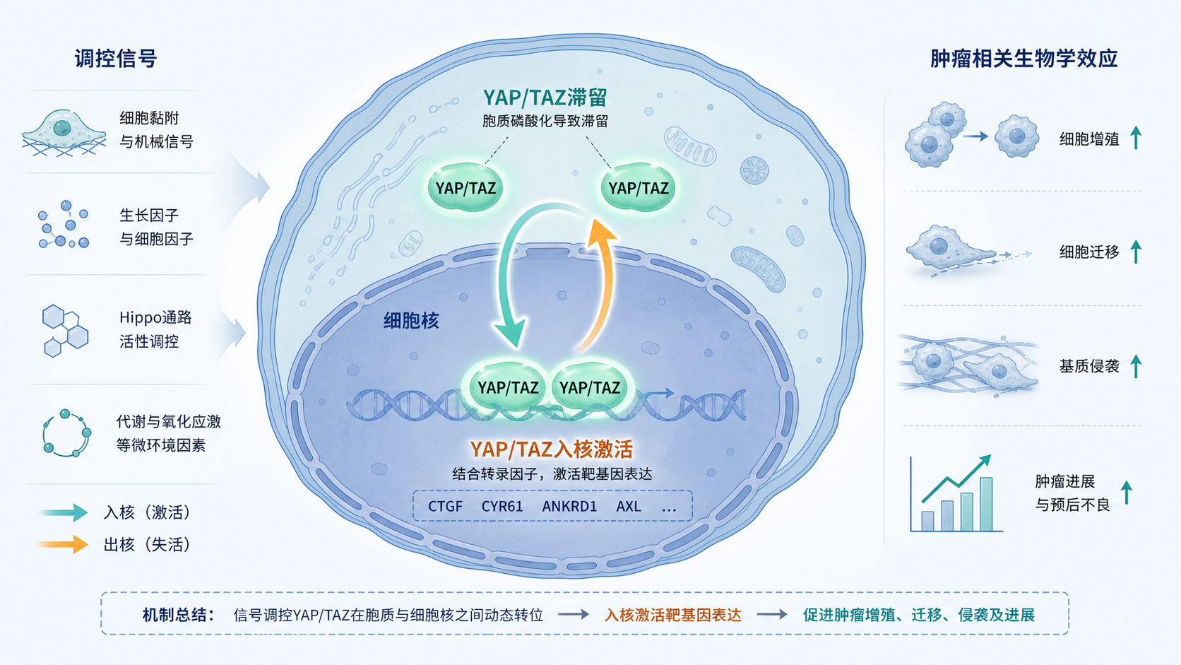 YAP/TAZ在细胞核与胞质间动态转位的示意图,背景为肿瘤细胞增殖与侵袭的简洁信息图