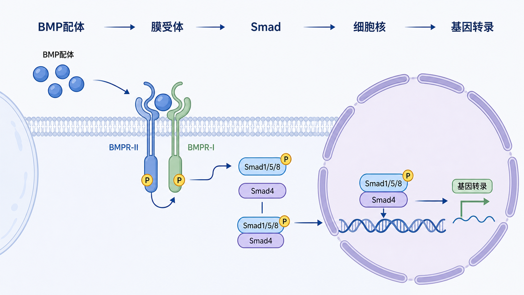 BMP配体与膜受体结合后，Smad进入细胞核调控基因转录的机制示意图，适合用于总览BMP信号通路。
