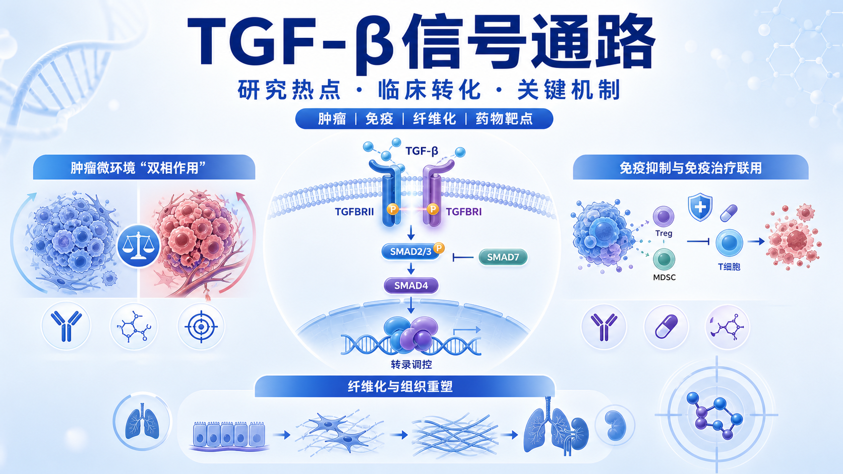 TGF-β信号通路研究热点与临床意义