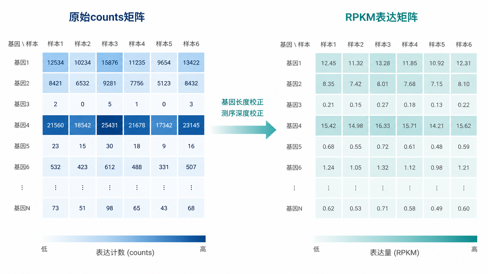 一张对比图，左侧为原始counts矩阵，右侧为RPKM表达矩阵，中间标注基因长度校正和测序深度校正步骤，版式清晰专业。