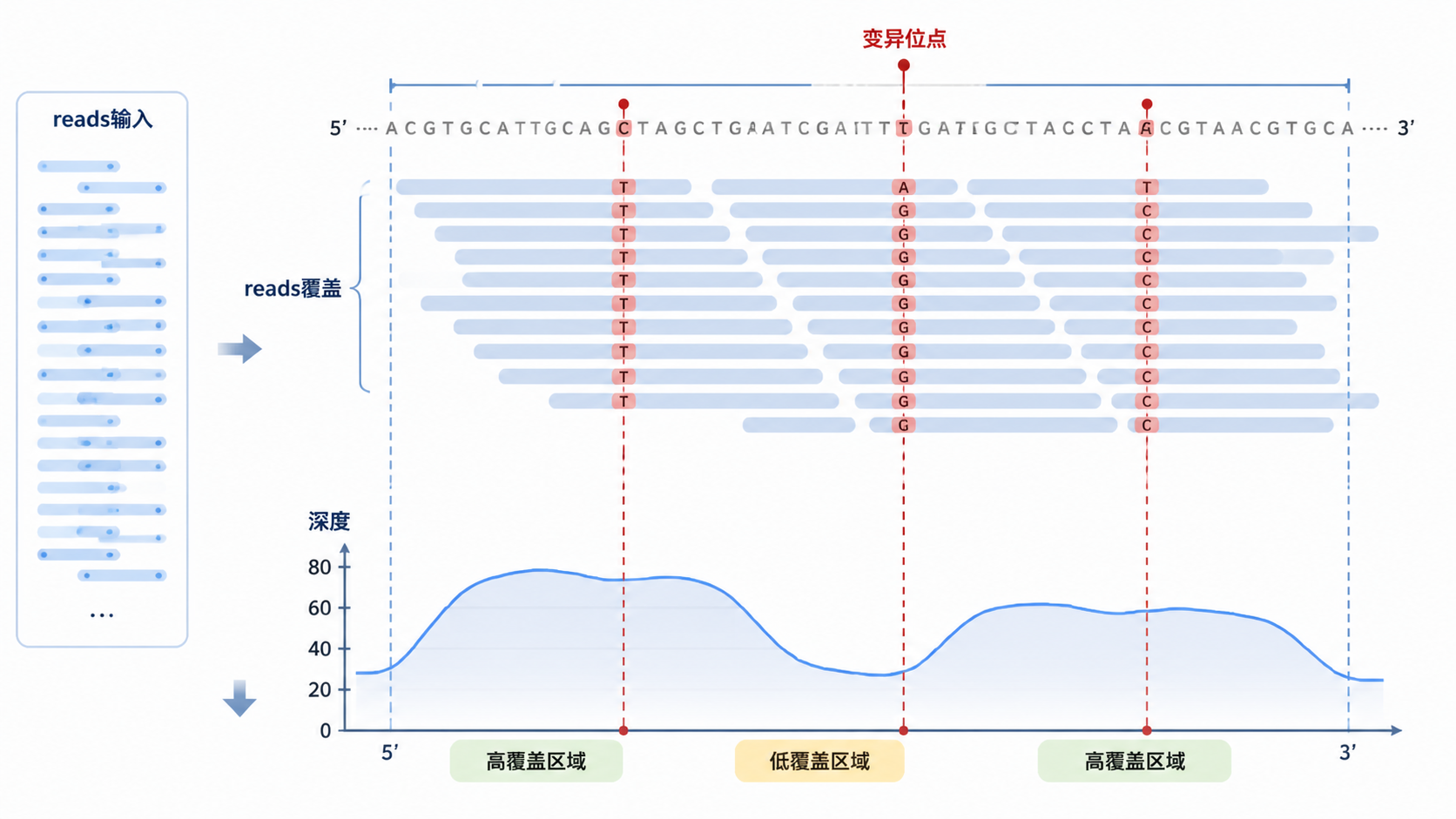 一张测序流程示意图，突出reads覆盖目标区域、深度曲线和变异检测位置。