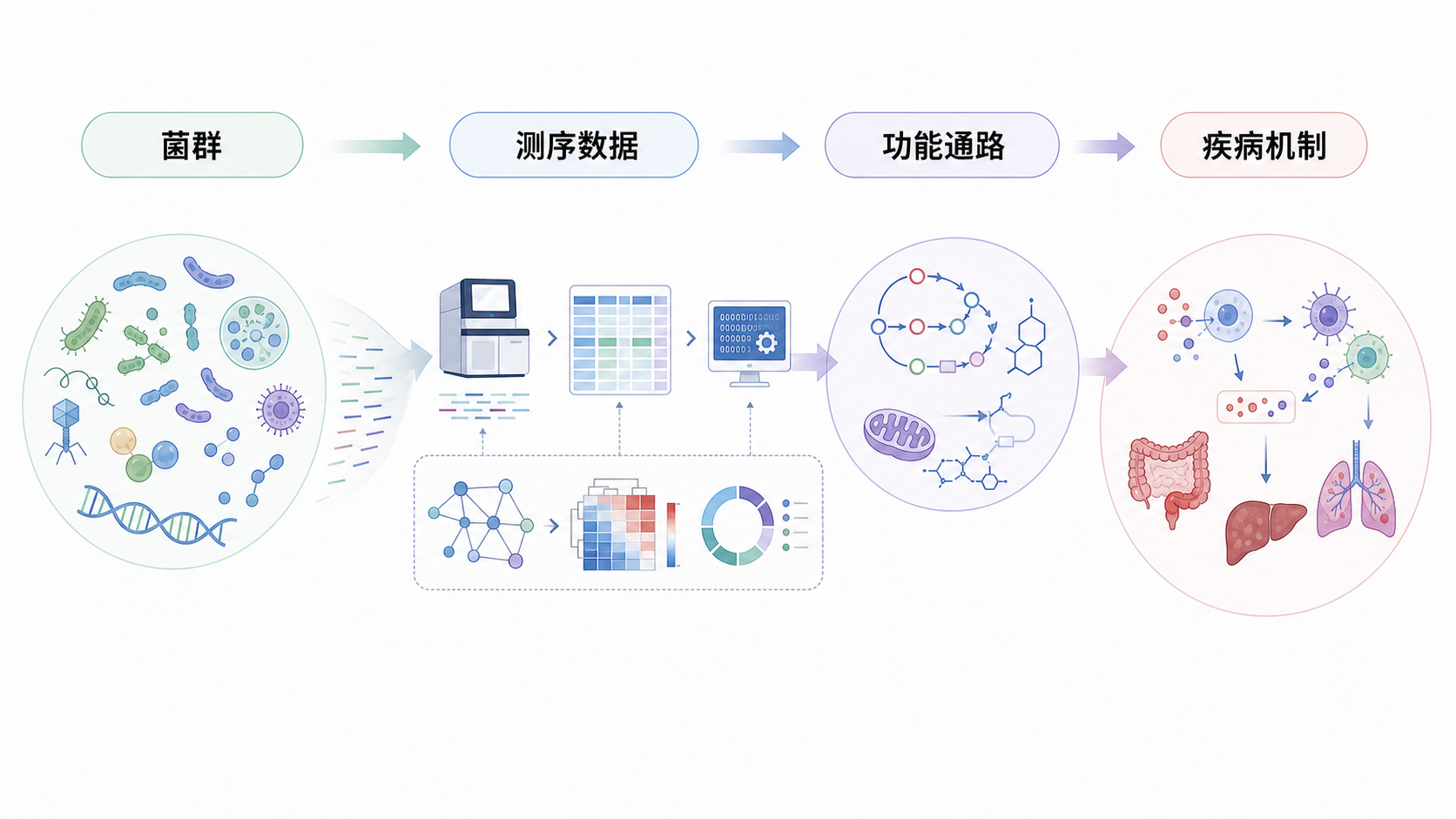 微生物群落、测序数据流与疾病机制示意图,突出“从菌群到功能通路”的分析路径