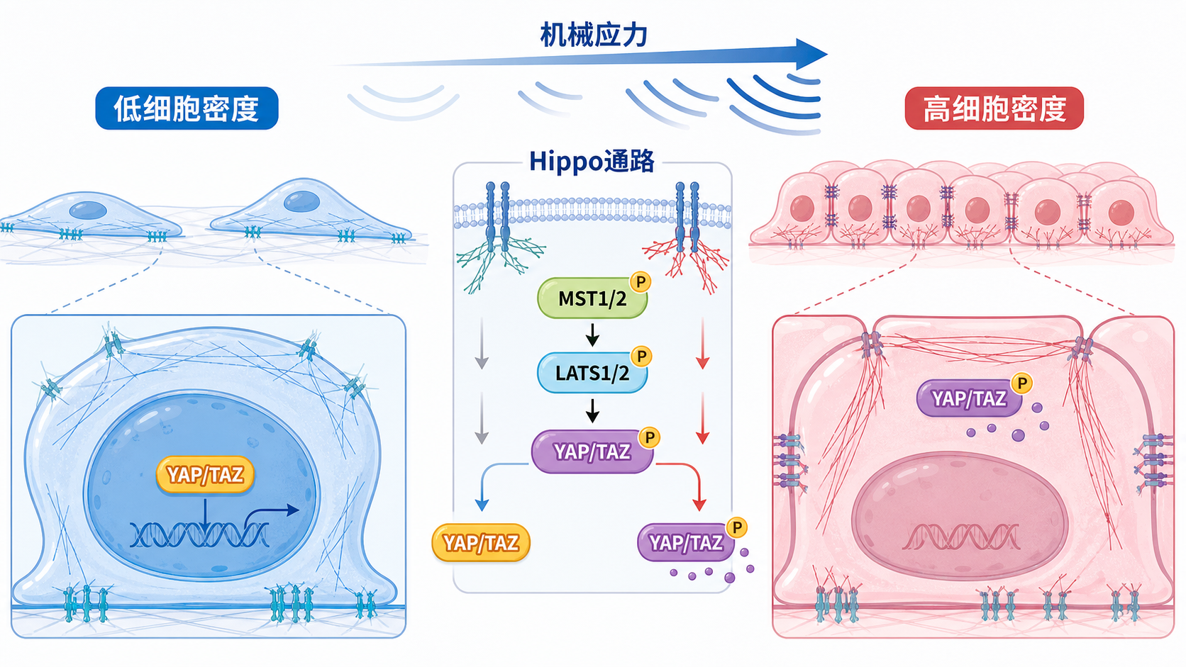 一张展示细胞外机械应力、细胞密度变化与Hippo信号通路激活关系的科研示意图,突出YAP/TAZ核转位与细胞质滞留对比。