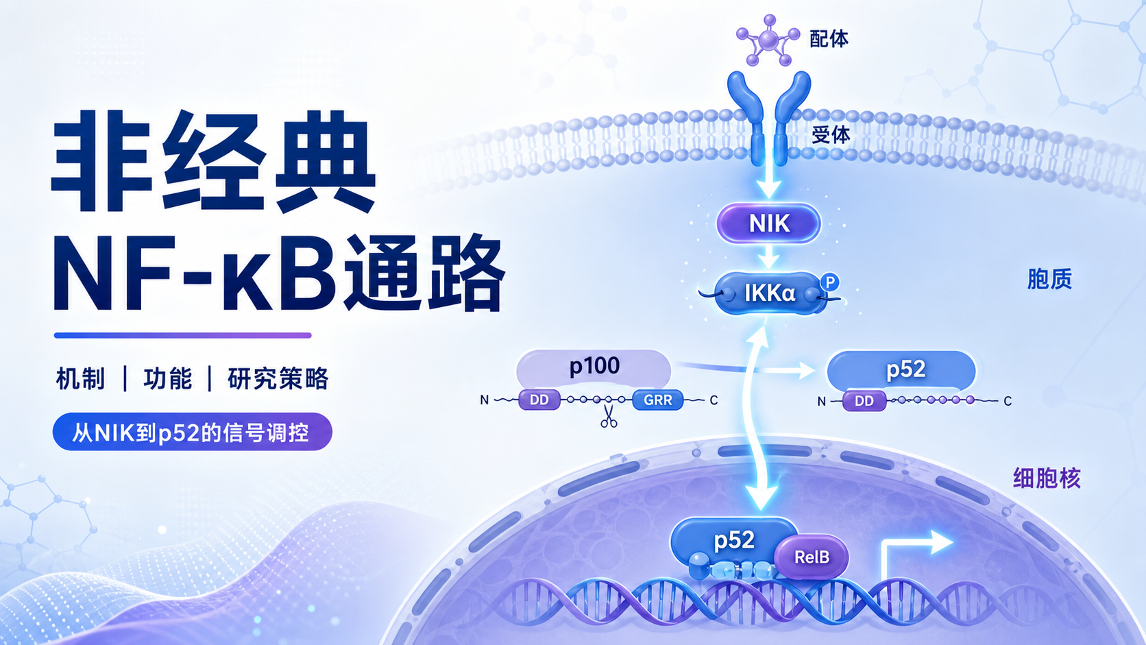 非经典NF-κB通路研究进展与应用