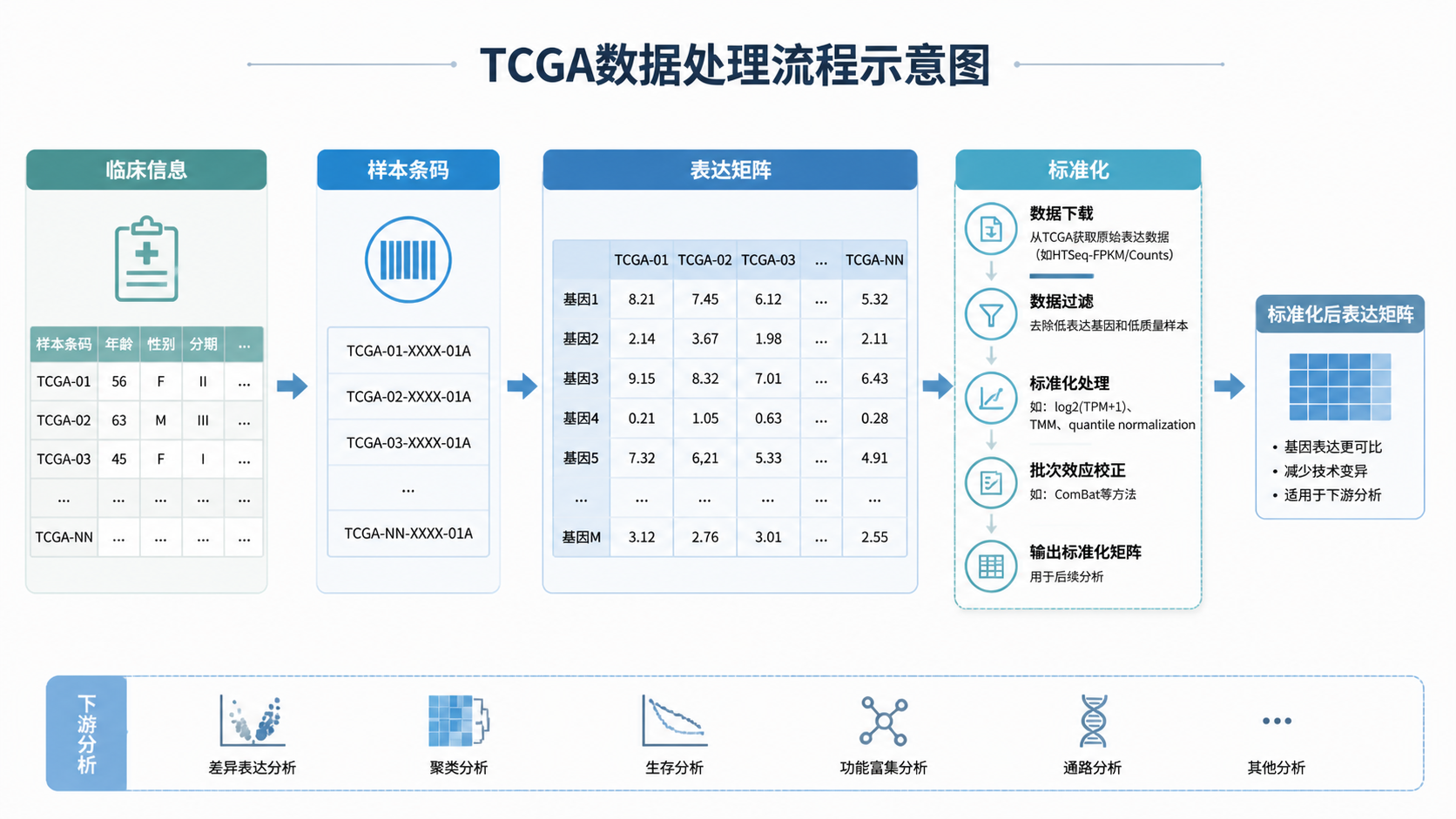 TCGA数据处理流程示意图，包含临床信息、样本条码、表达矩阵和标准化步骤的流程图