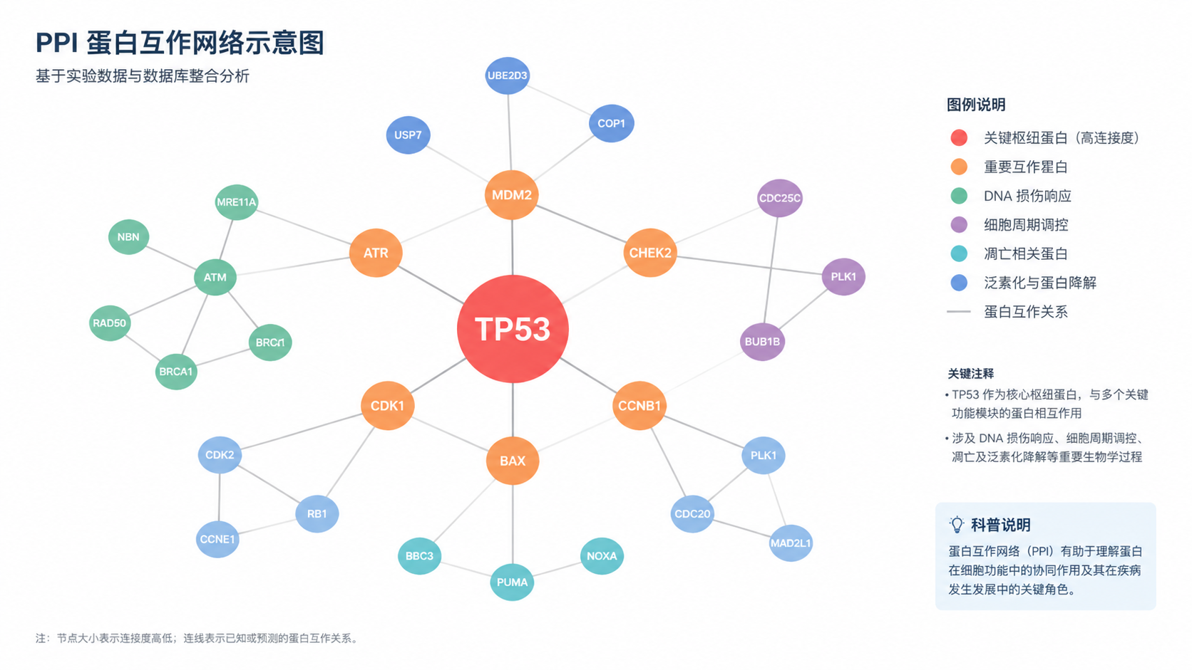 Cytoscape中由多个节点和连线构成的PPI网络示意图，中心高连接度节点以醒目标注突出显示