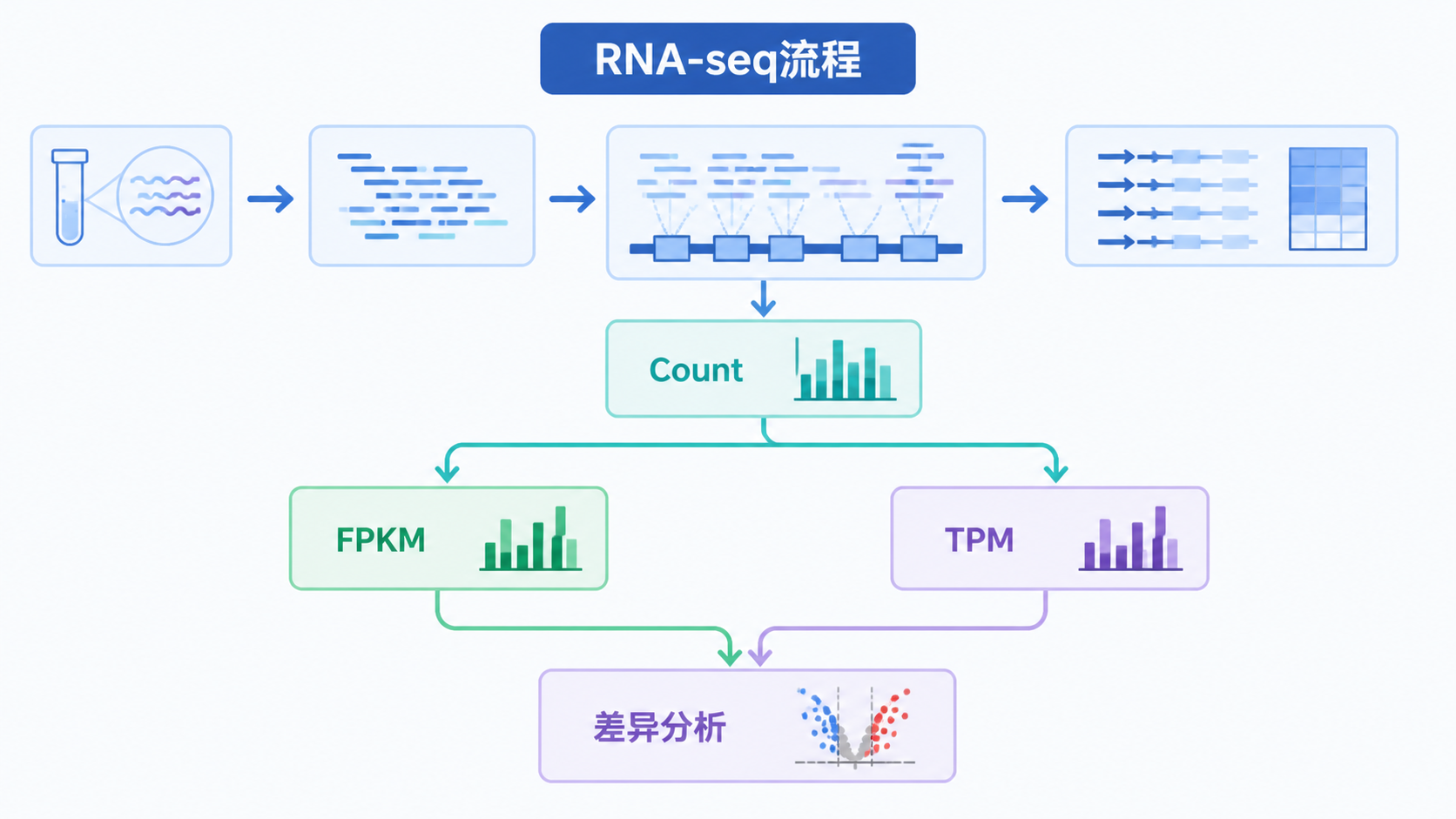 RNA-seq数据分析流程图，突出count、FPKM、TPM和差异分析之间的关系