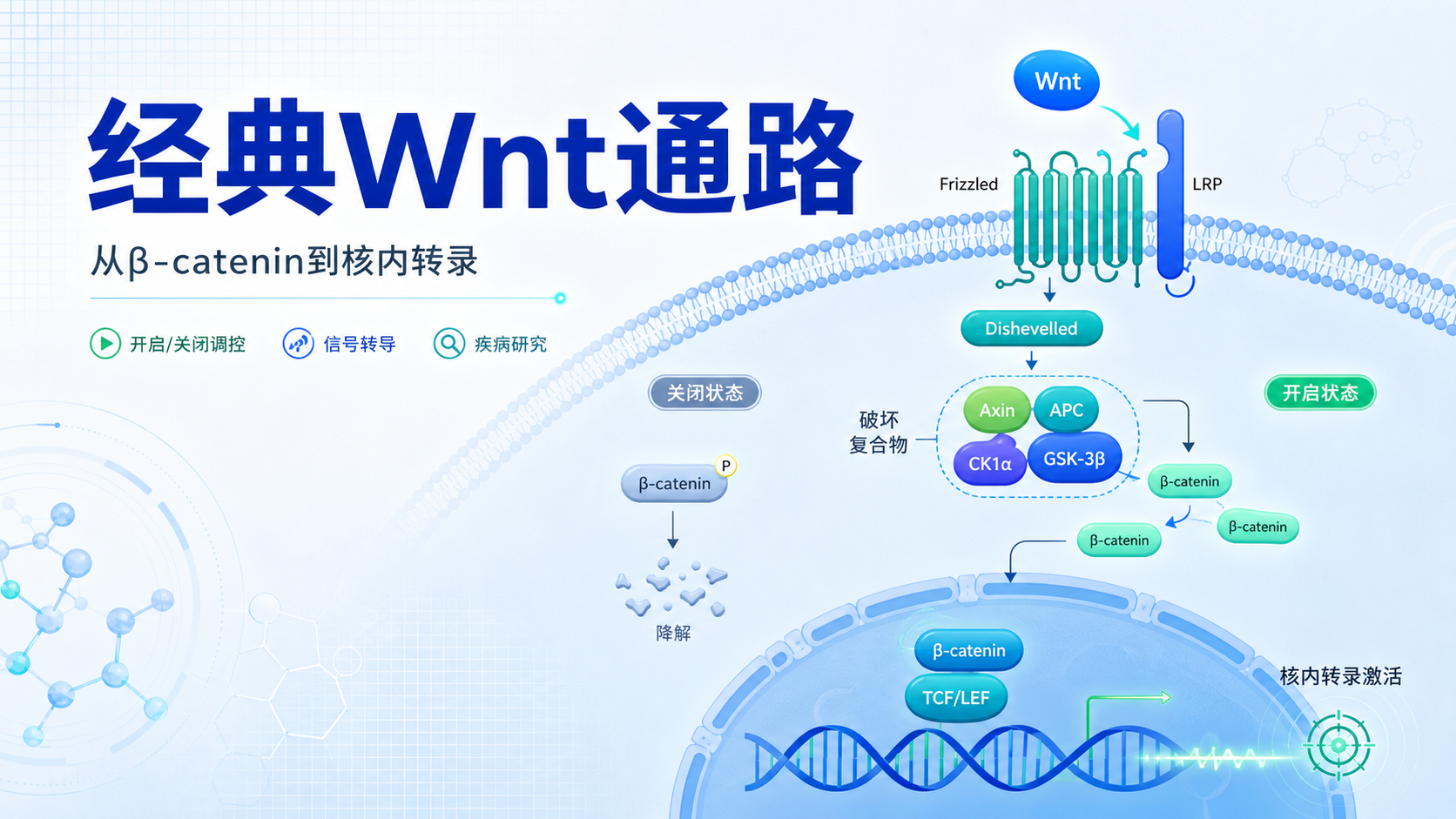 经典Wnt通路机制解析与研究进展