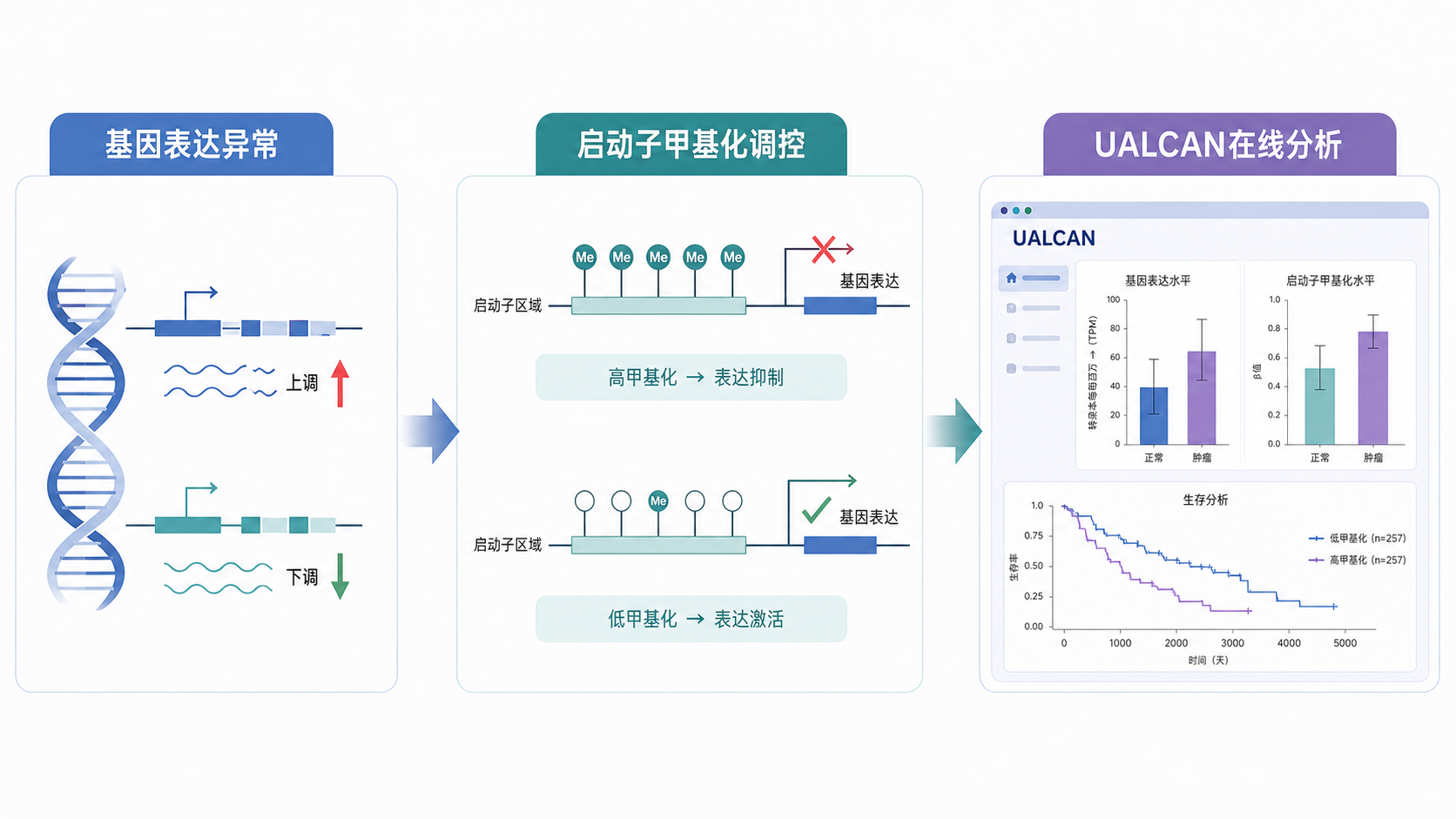 一张肿瘤研究流程示意图，展示从基因表达异常到启动子甲基化调控，再到UALCAN在线分析的路径。