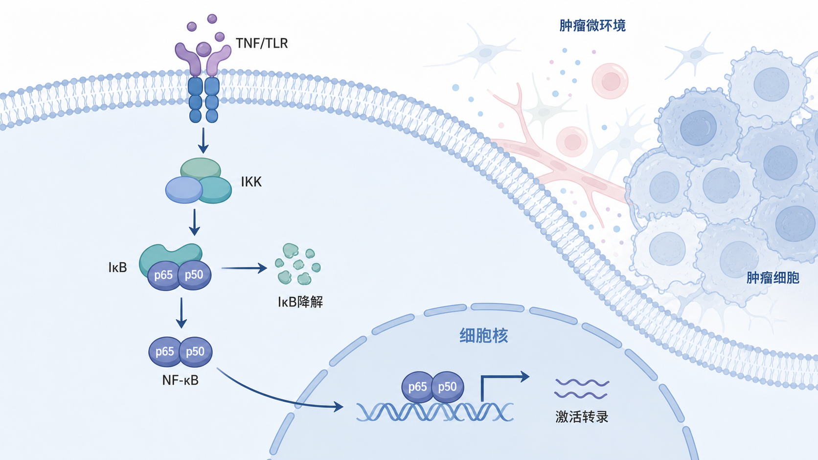 细胞信号传导示意图,突出TNF/TLR受体、IKK复合物、NF-κB入核及肿瘤细胞背景