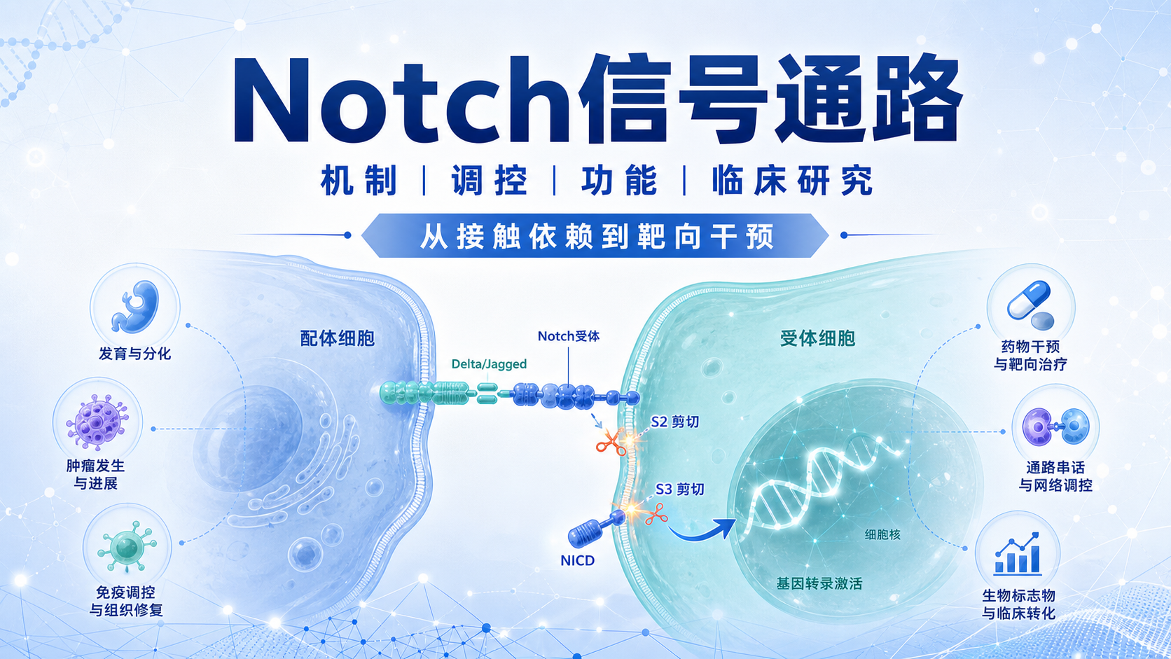 Notch信号通路调控及临床研究热点