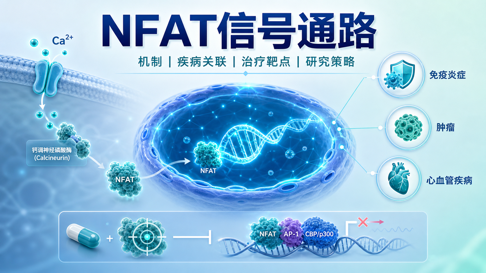 NFAT信号通路靶点及治疗应用前景
