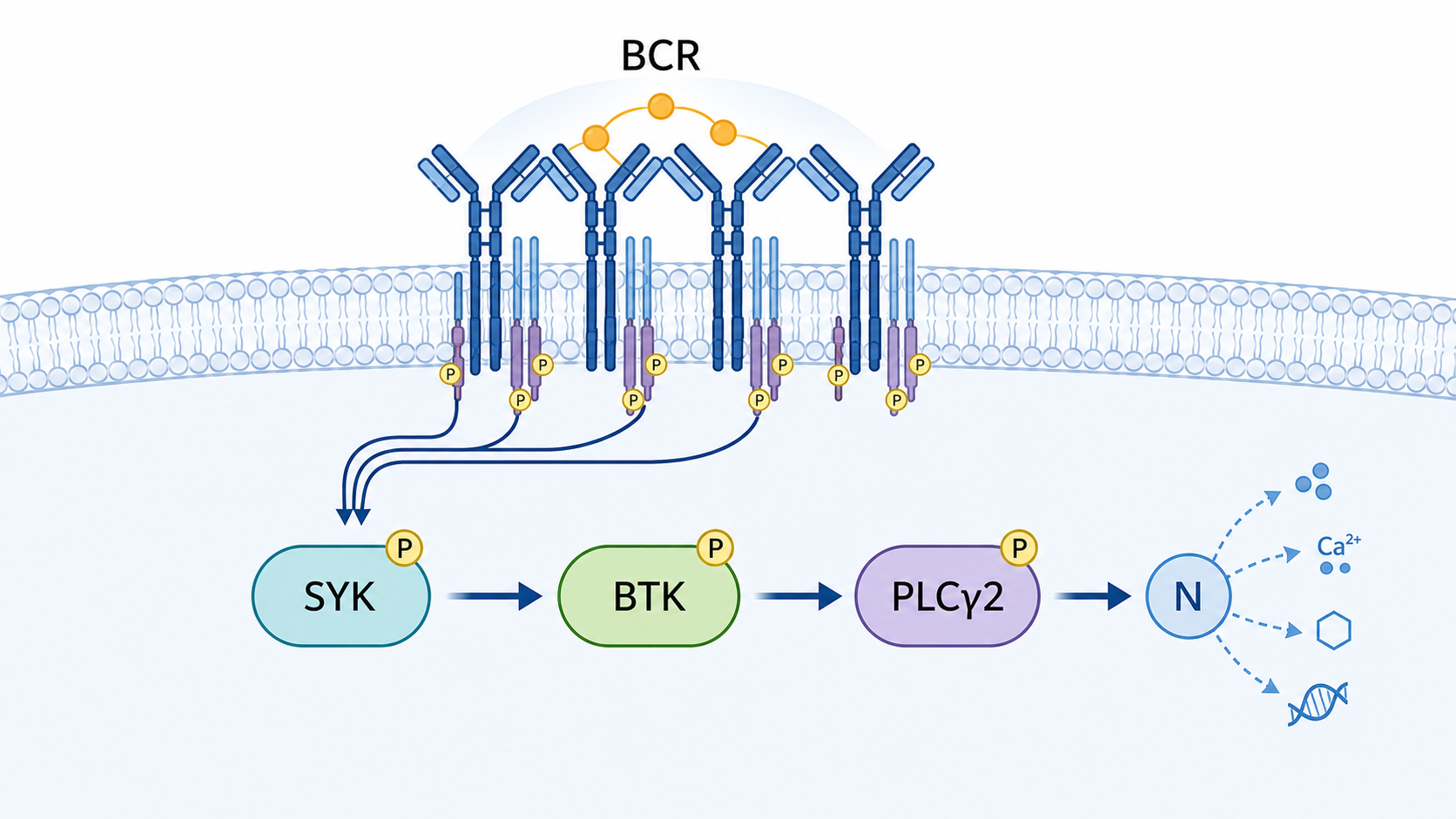 B细胞受体激活后,BTK在膜近端级联传导的示意图,突出BCR、SYK、BTK、PLCγ2与下游NF-κB信号轴。