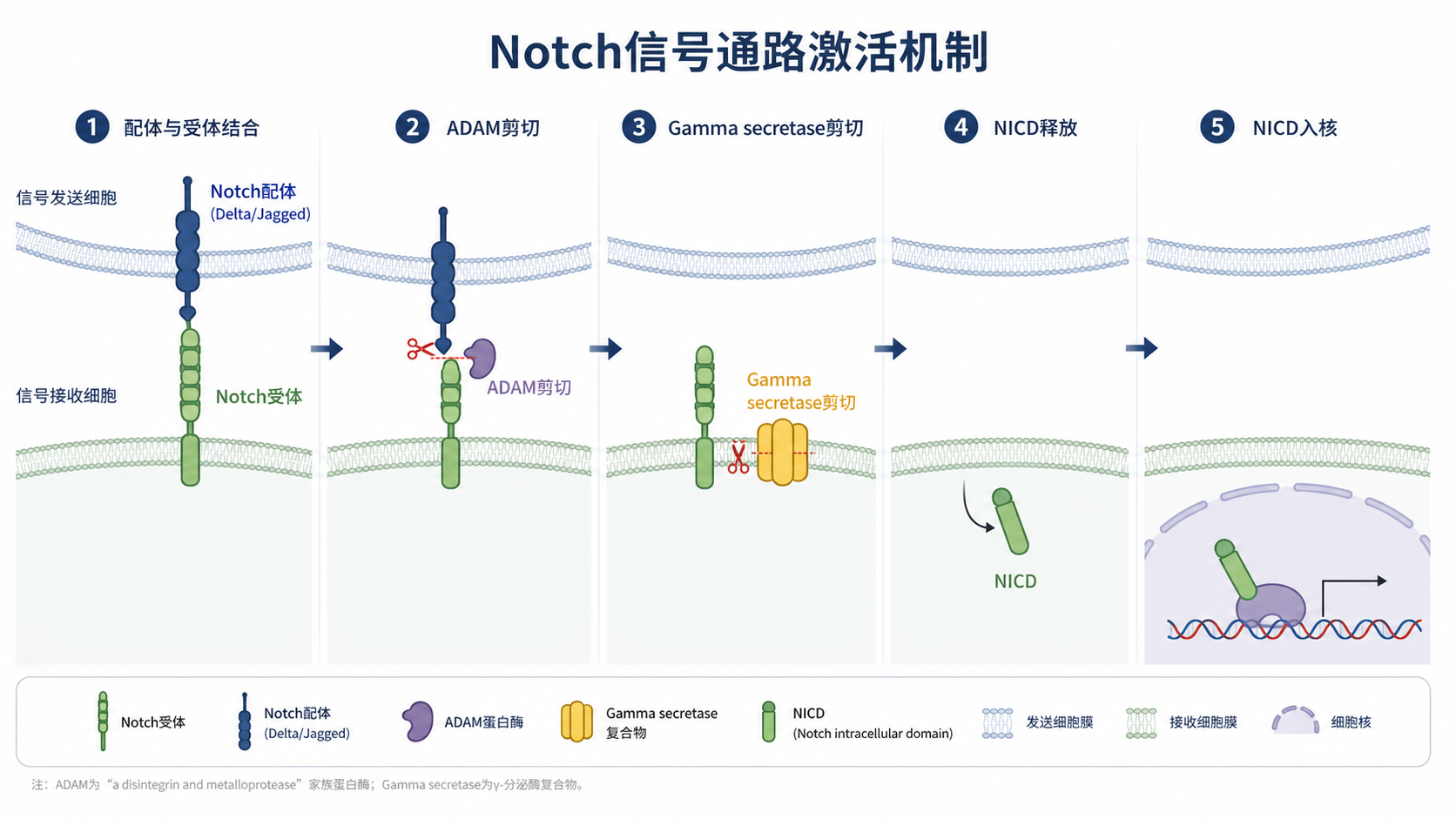 Notch配体与受体在相邻细胞膜上结合，经过ADAM和Gamma secretase剪切后，NICD进入细胞核与RBPJ结合的机制示意图