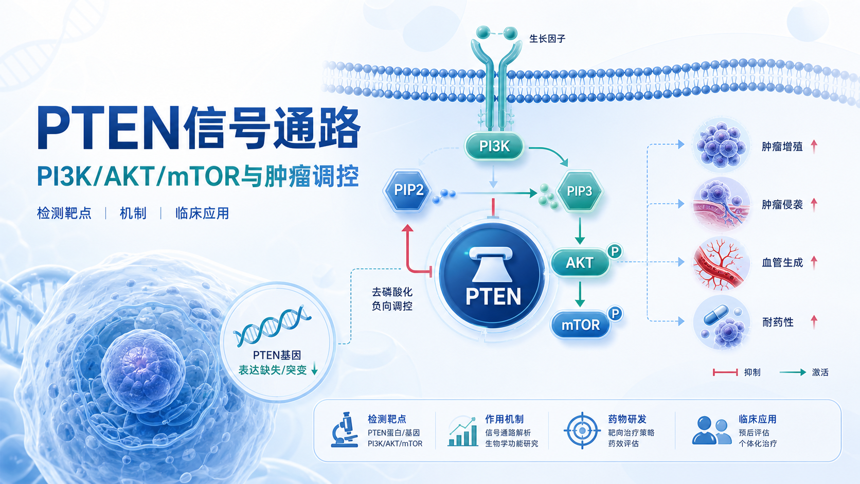 PTEN信号通路与PI3K/AKT轴关联