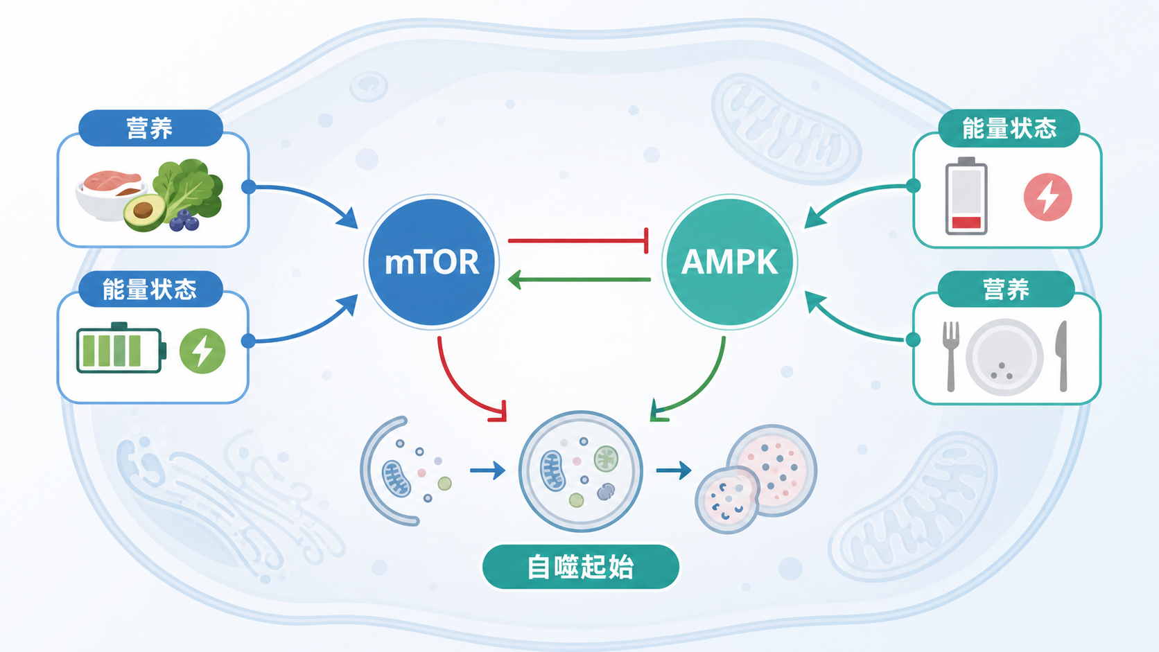 mTOR与AMPK作为双向调控节点，连接营养、能量状态与自噬起始的示意图，背景可加入细胞与线粒体元素