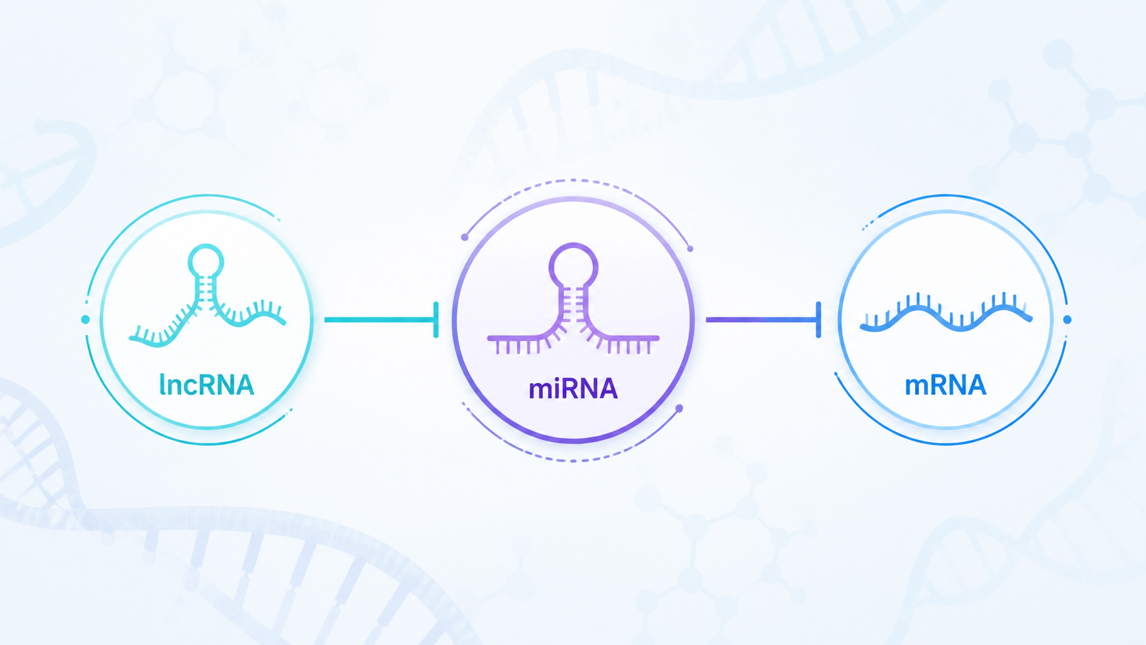 一张ceRNA网络示意图，中心为miRNA，左右连接lncRNA和mRNA，背景为RNA双螺旋与实验数据图表，突出机制分析场景