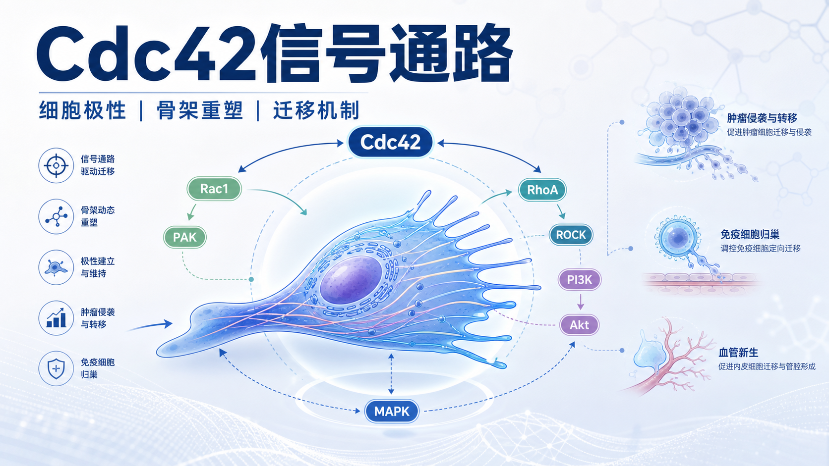 Cdc42信号通路调控细胞迁移的分子机制